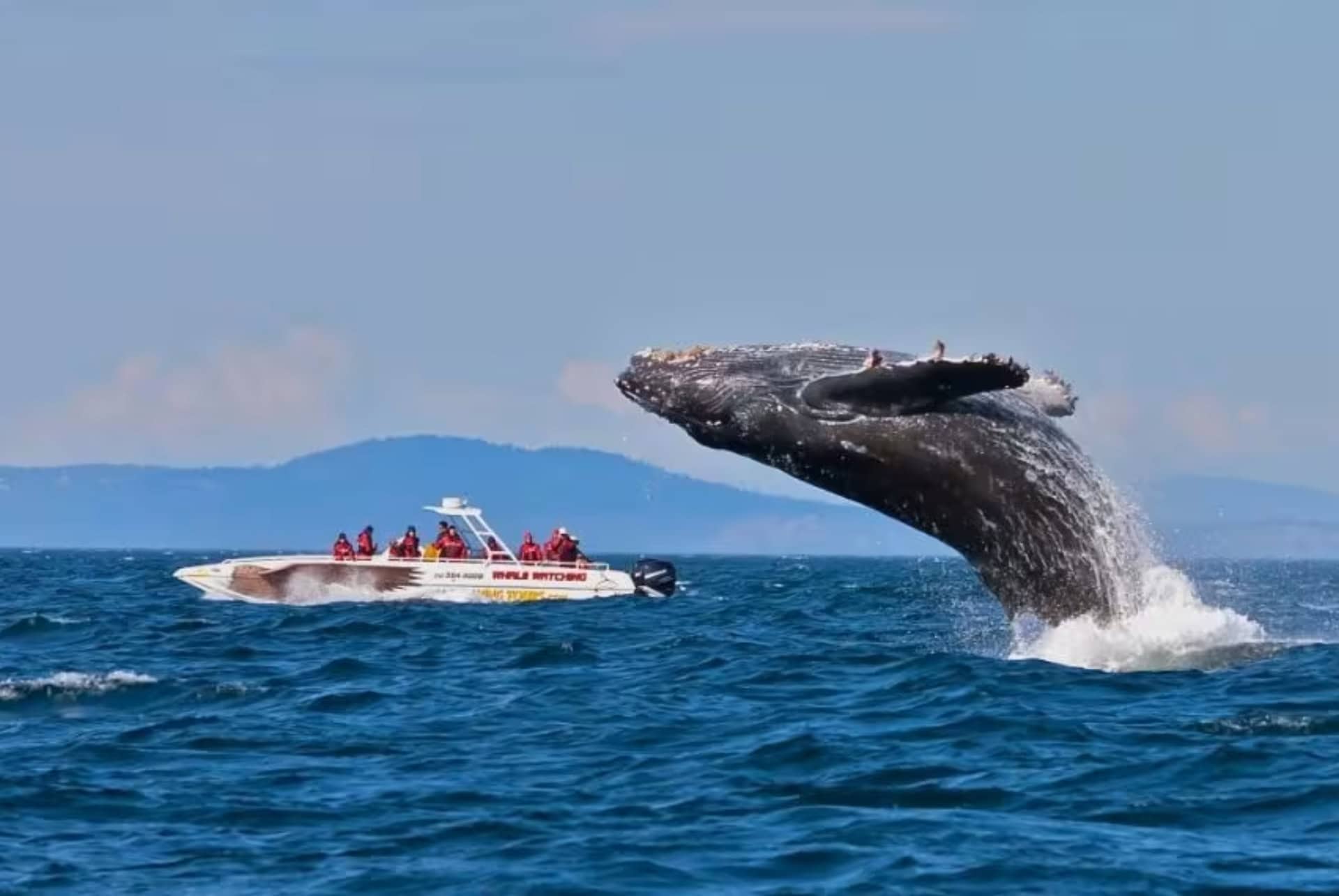 Croisière pour voir le Big 5 marin