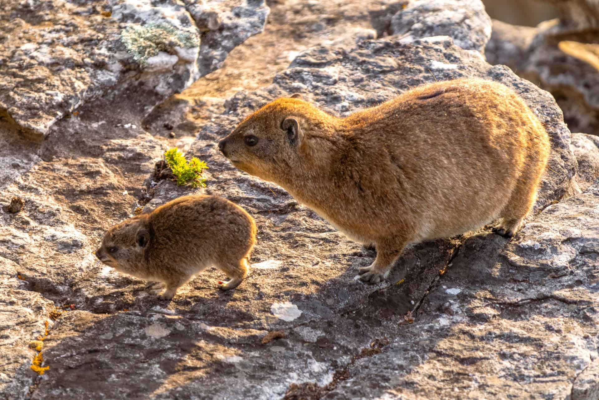 dassies