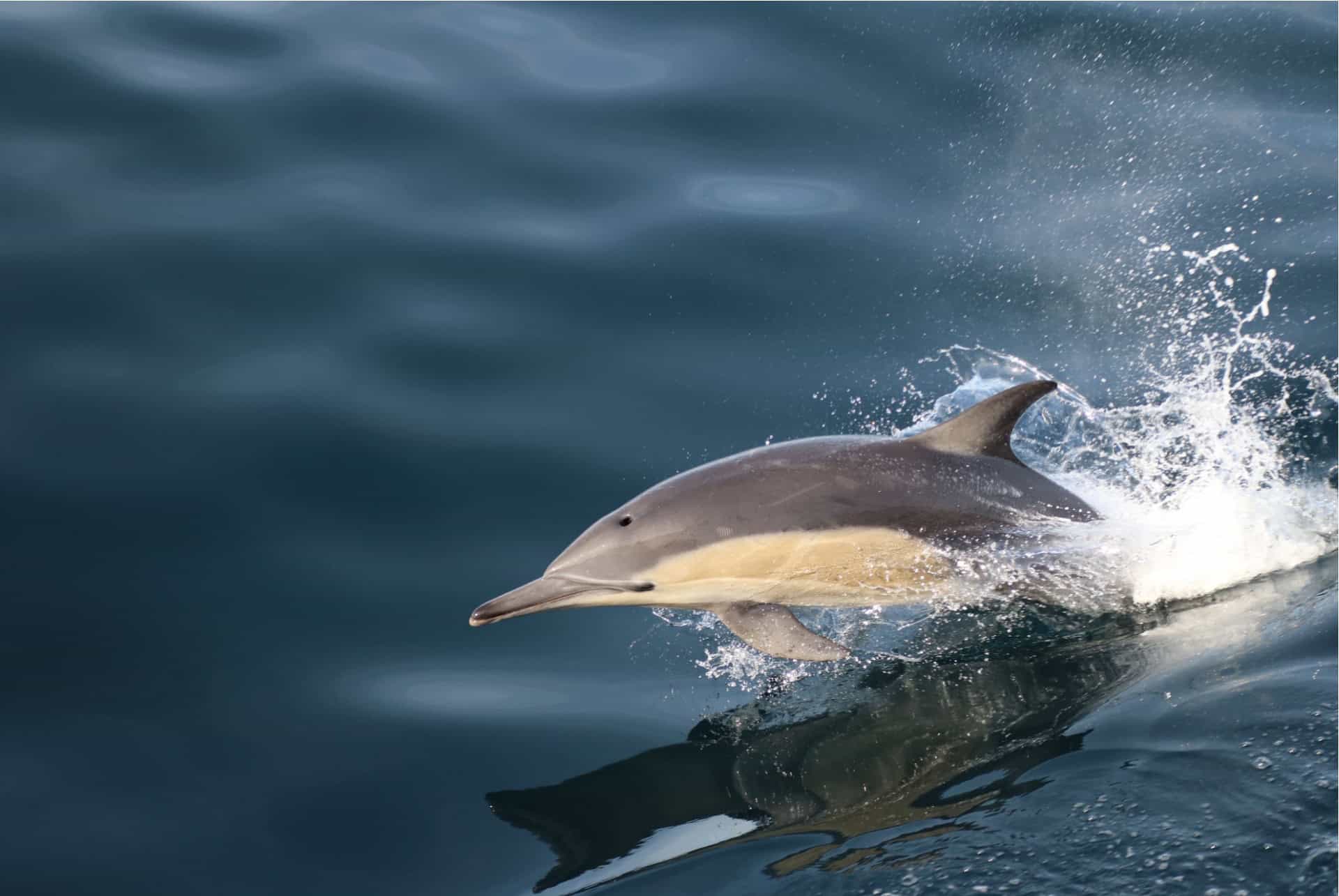 dauphins hermanus