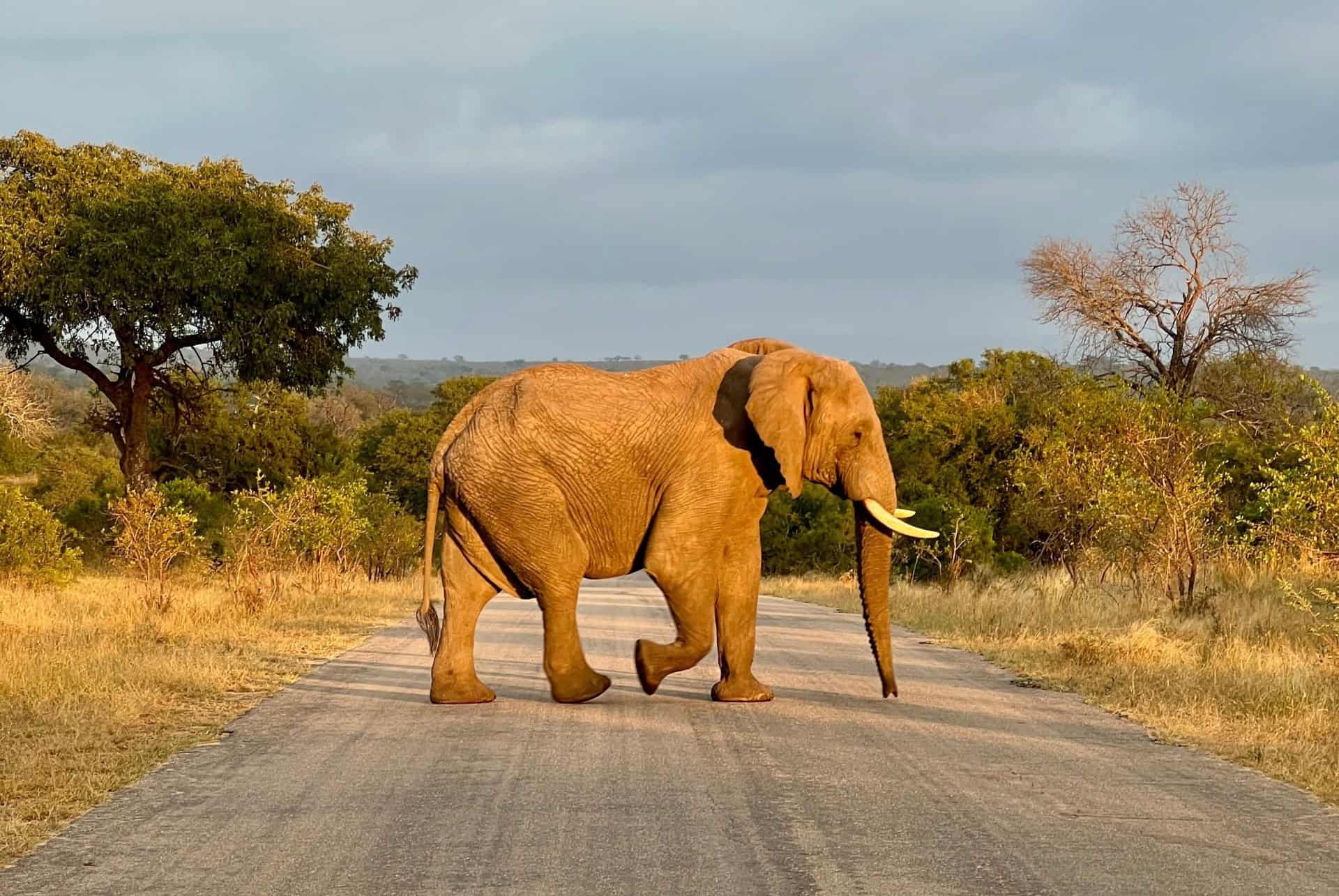 elephant afrique du sud
