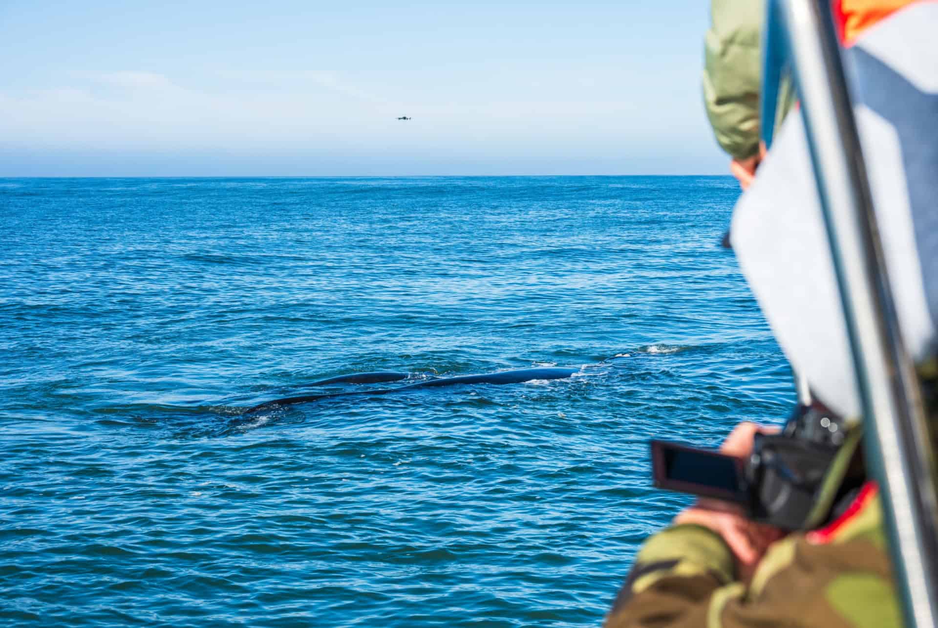 Observation des baleines en bateau à Hermanus