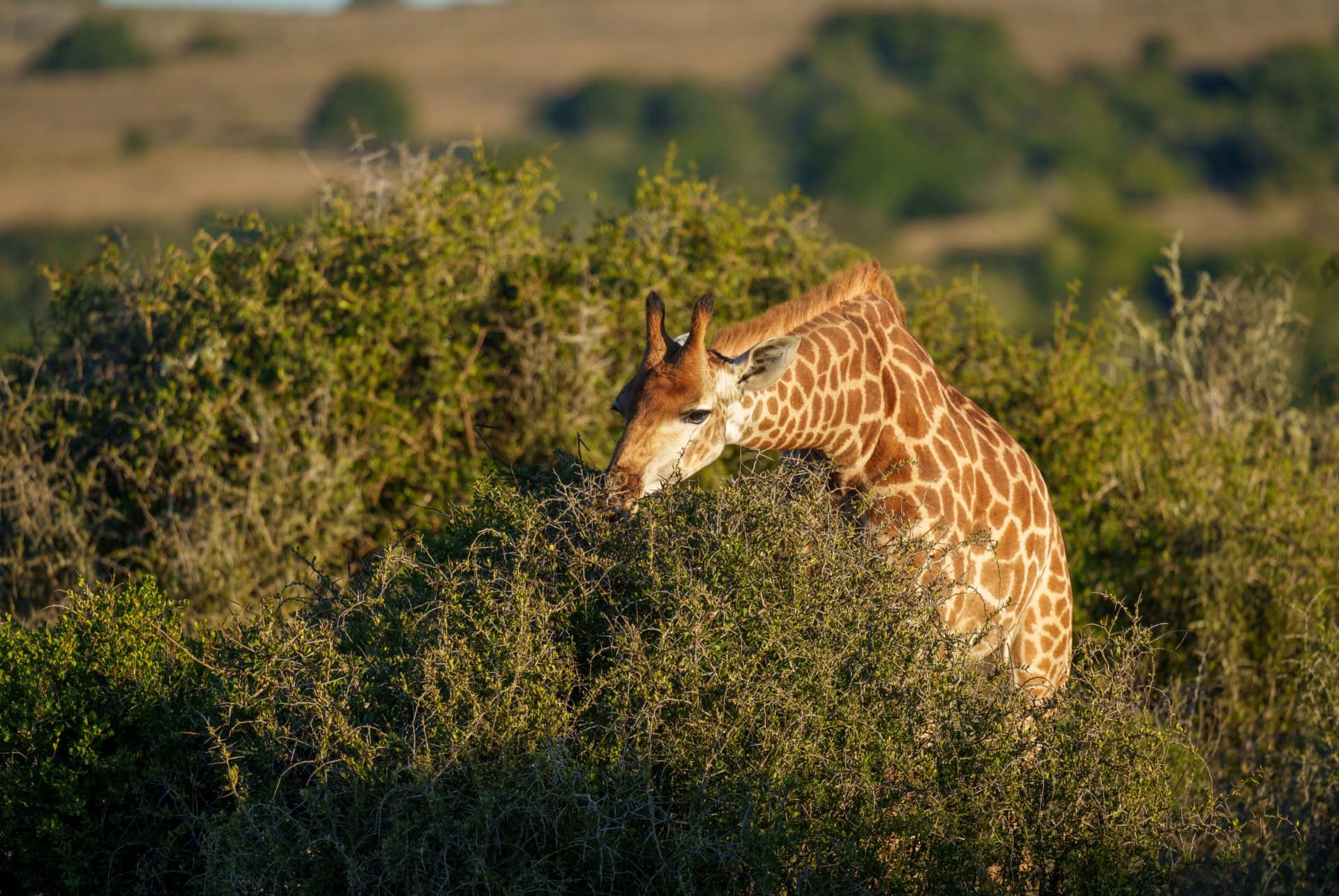 girafe afrique du sud