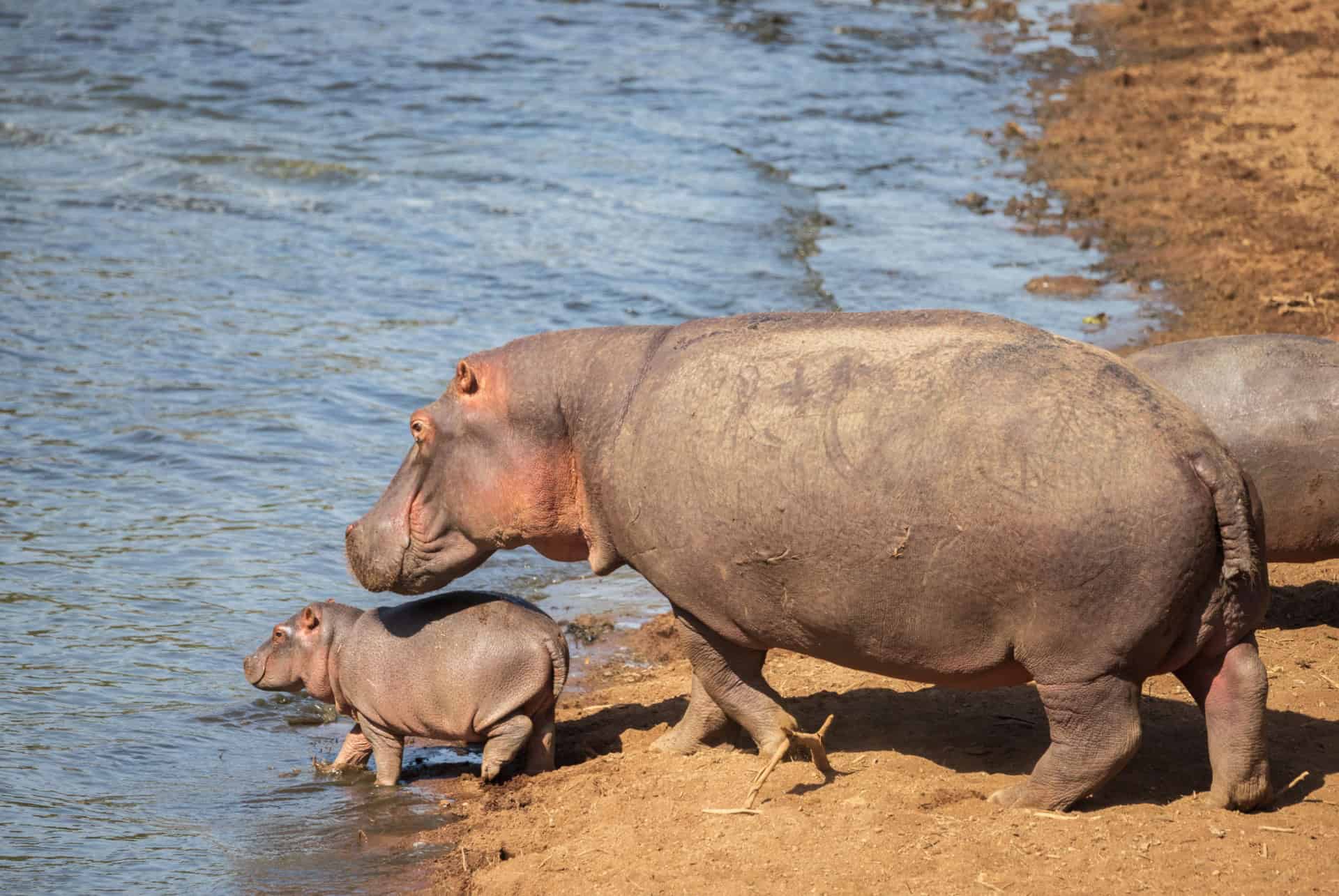 hippopotame masai mara