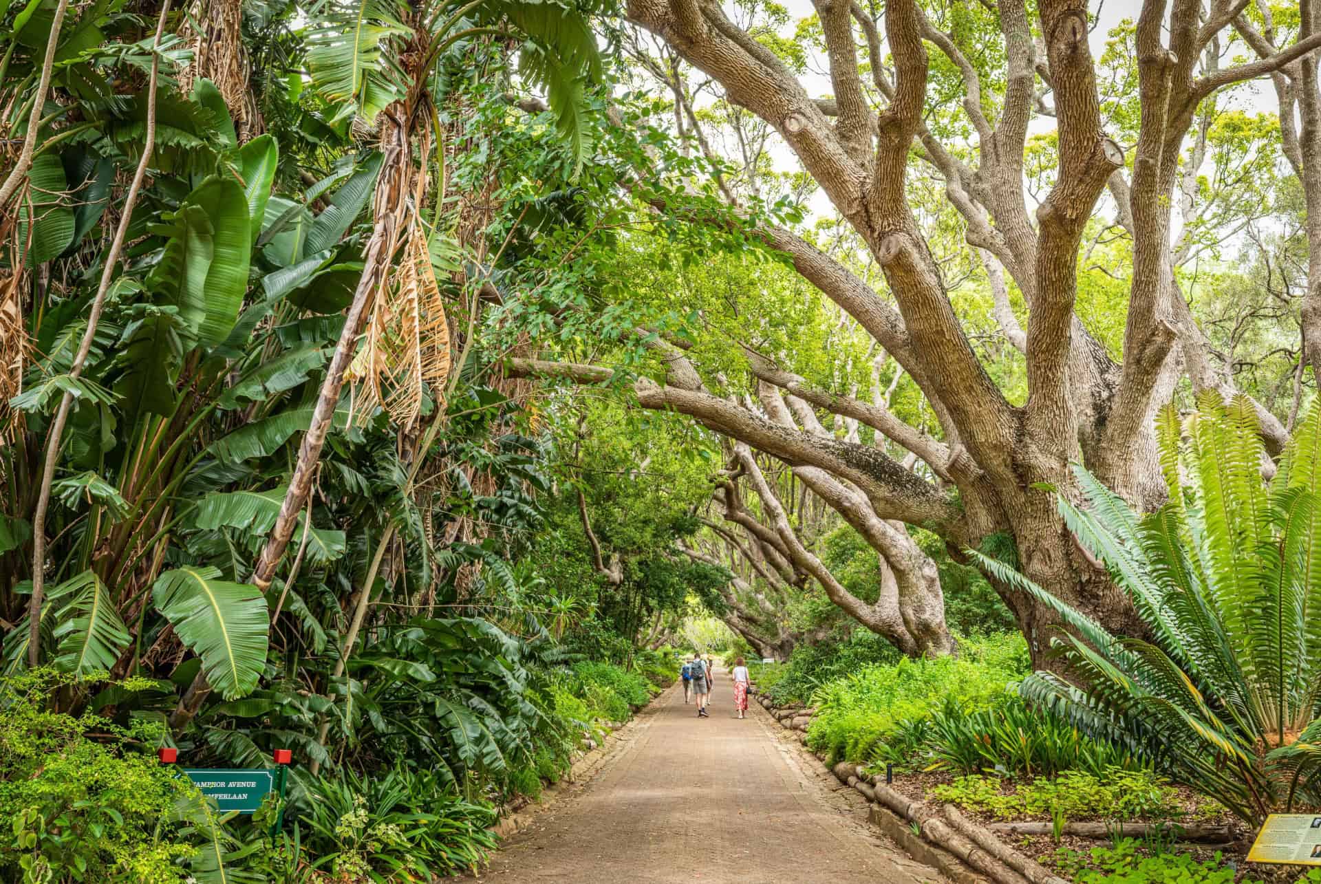 jardin botanique national de kirstenbosch