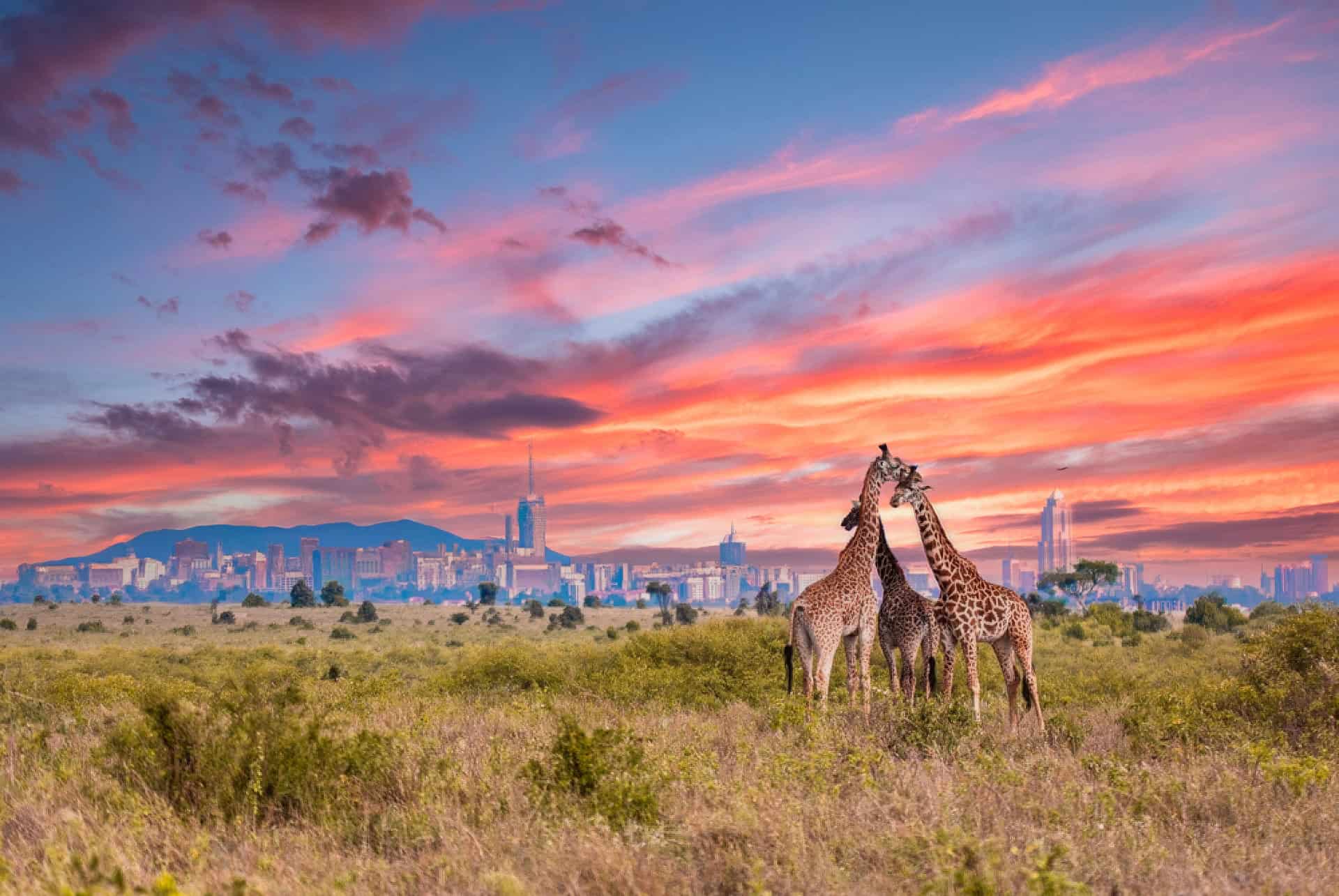 nairobi girafes