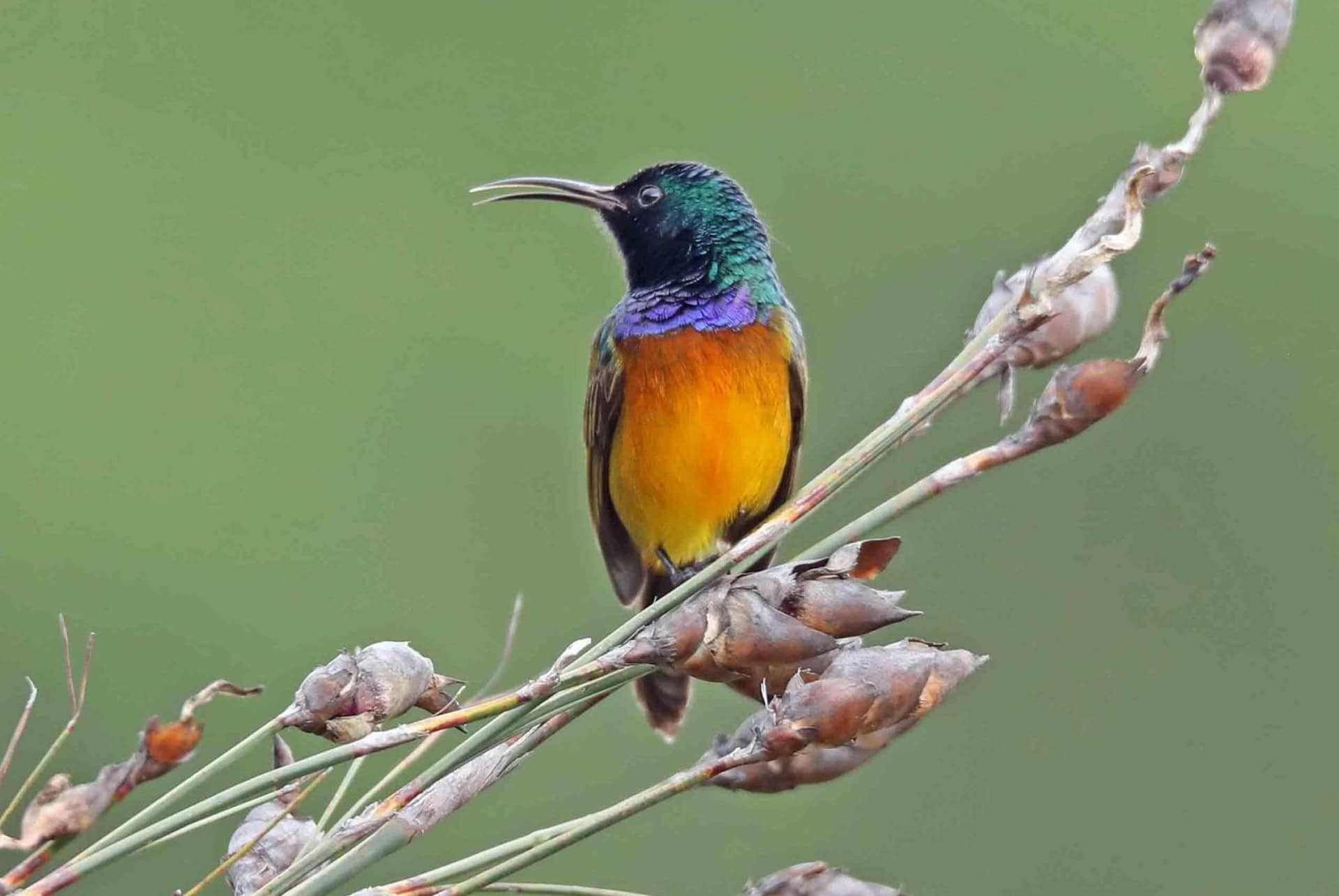 Observation des oiseaux