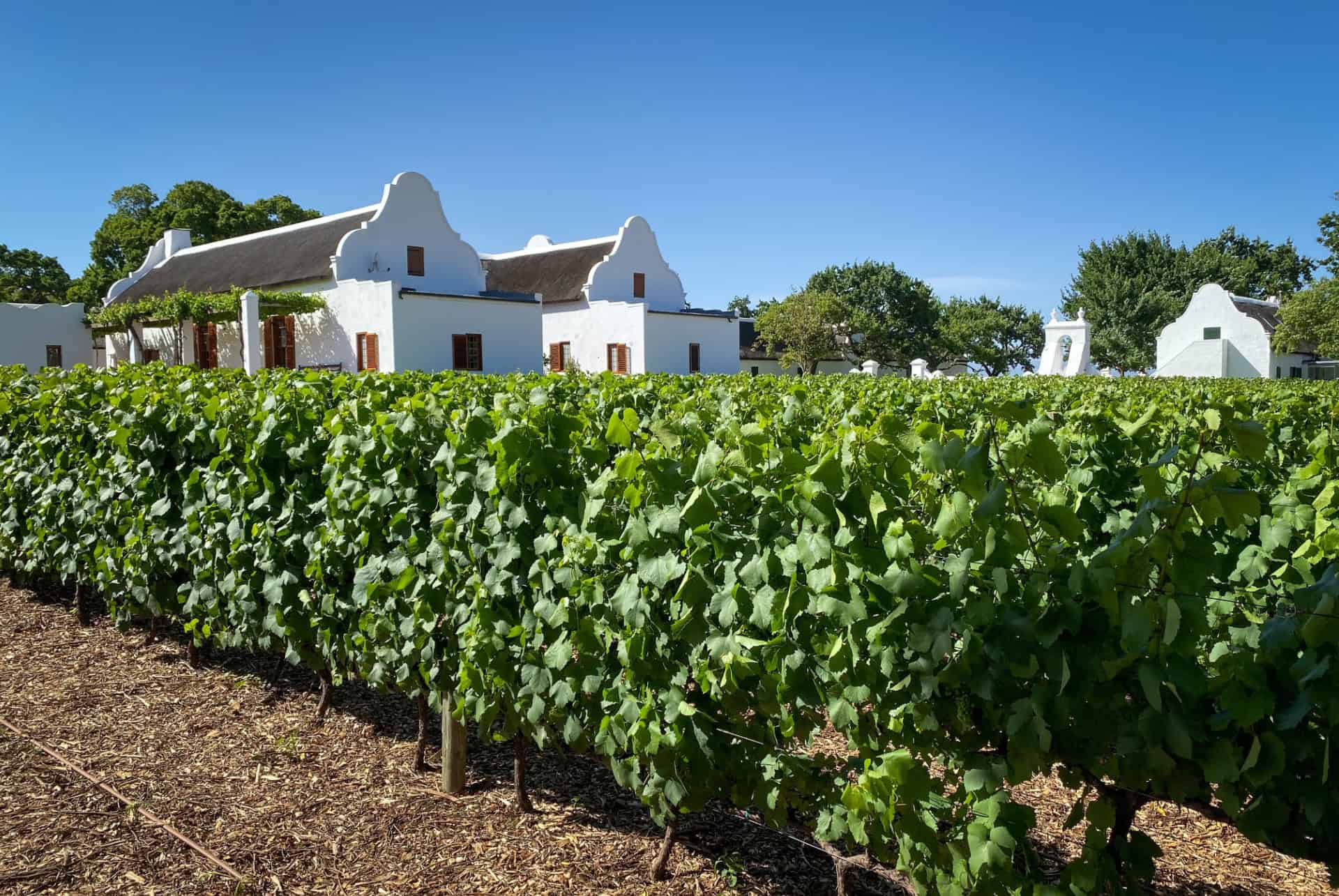 Excursion sur la Route des vins d'Afrique du Sud