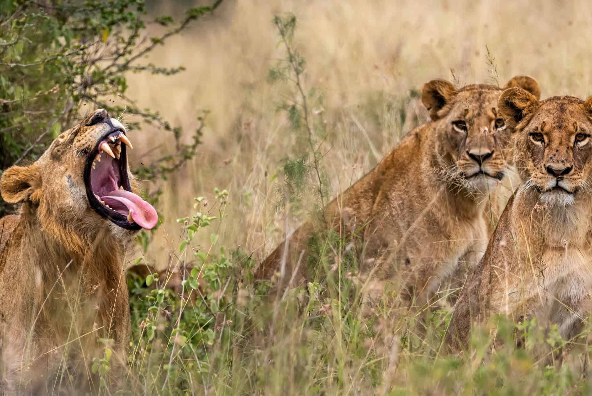 parc national de nairobi lionnes