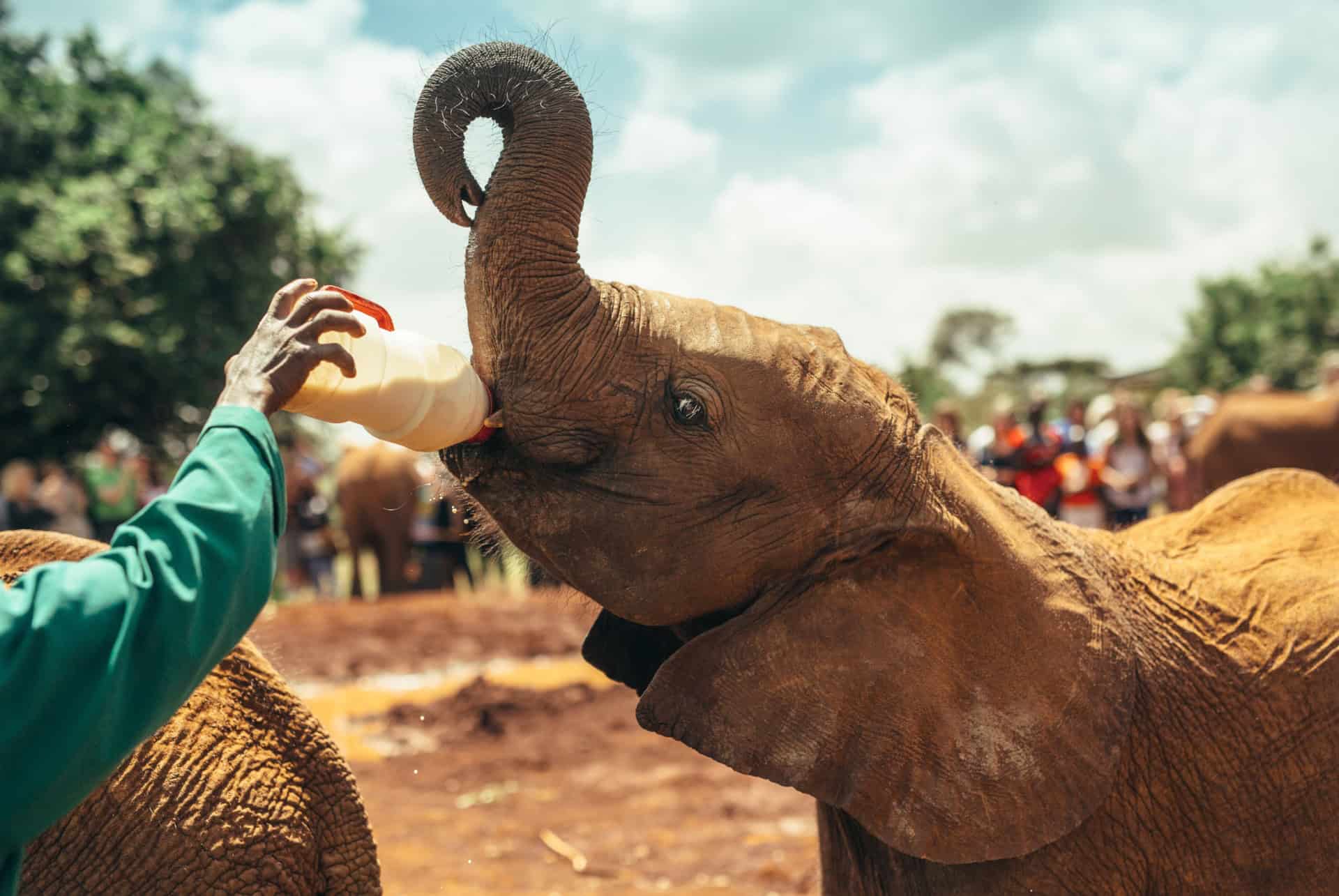 orphelinat elephants sheldrick wildlife trust