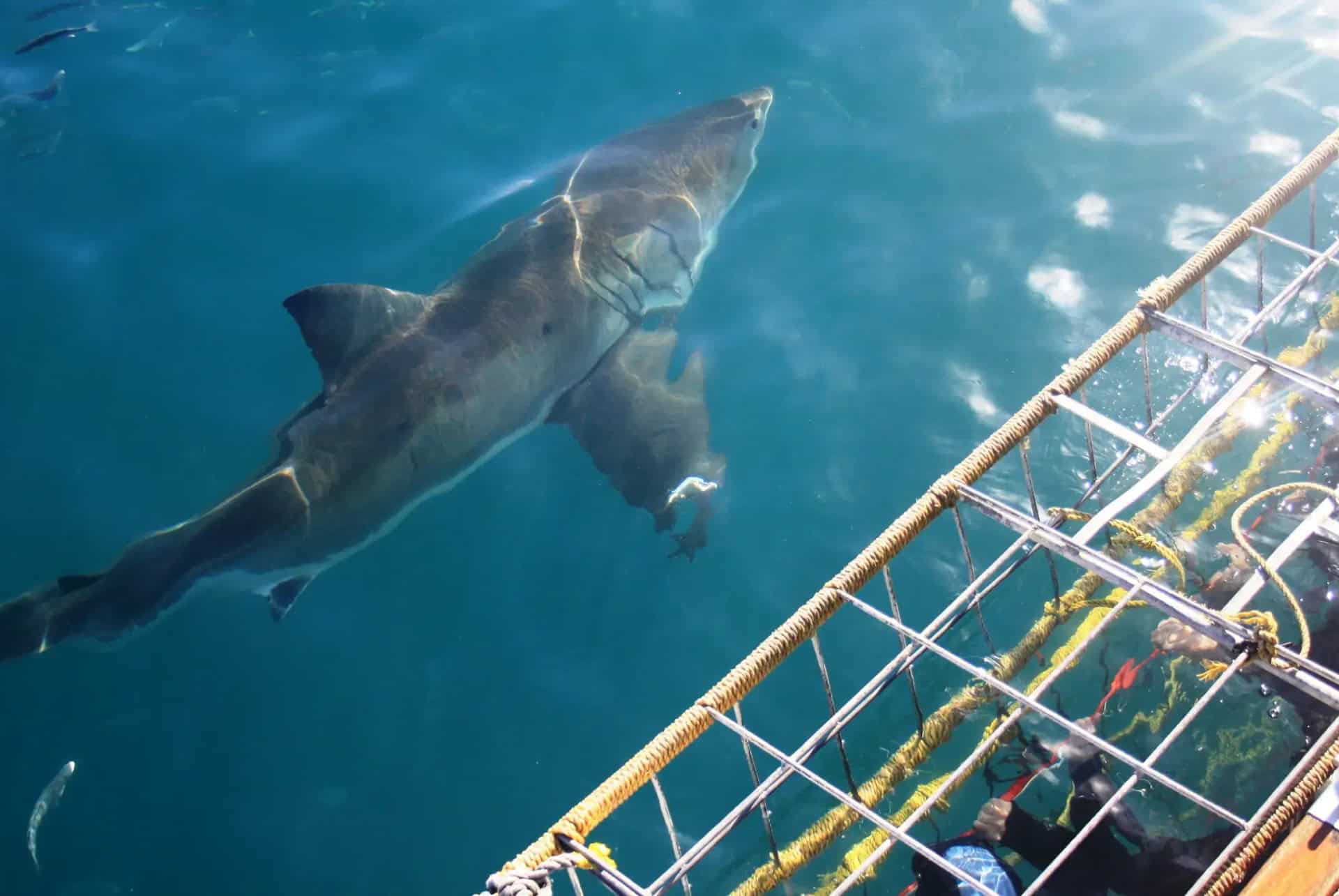 Plongée en cage avec les requins