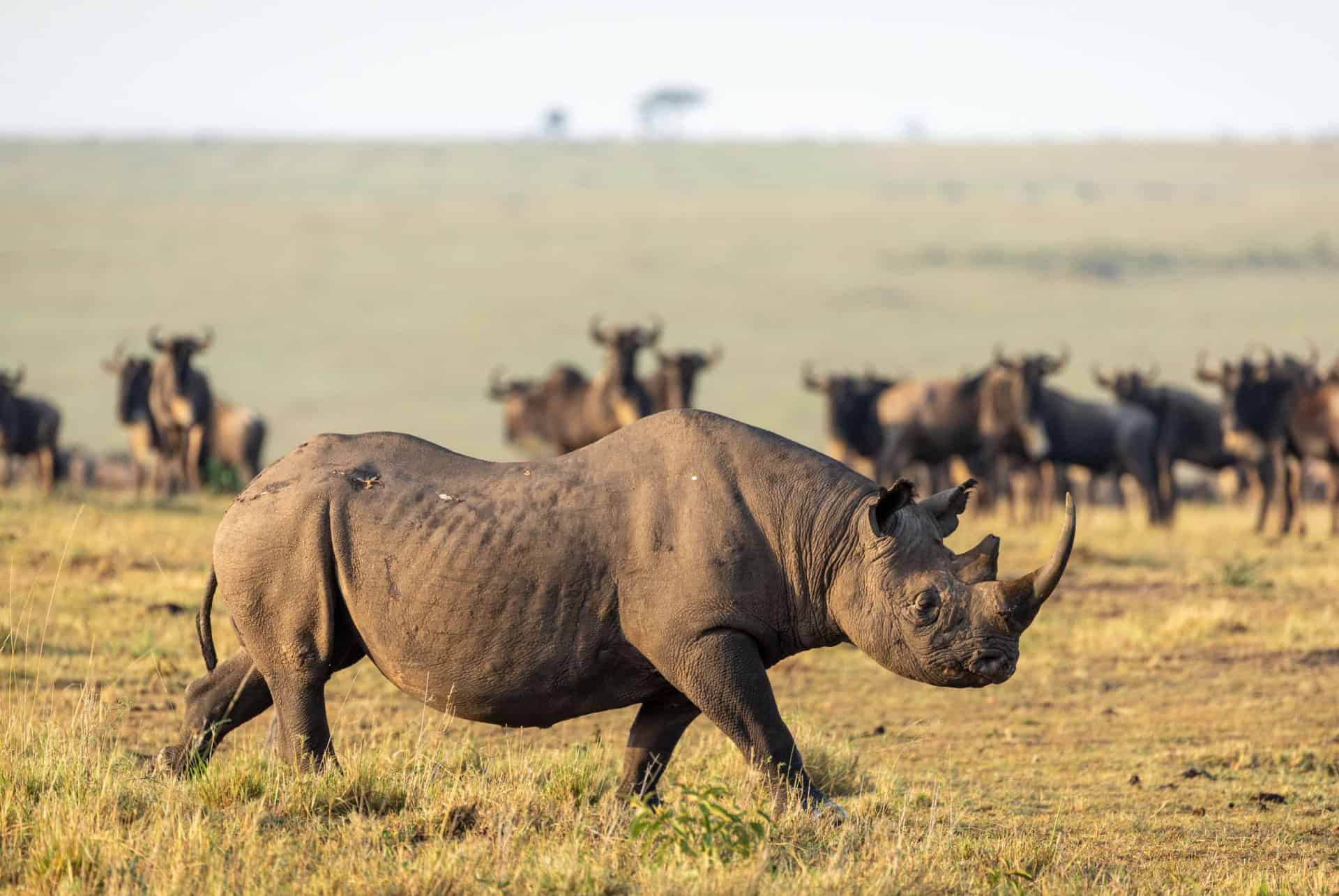 rhinoceros masai mara