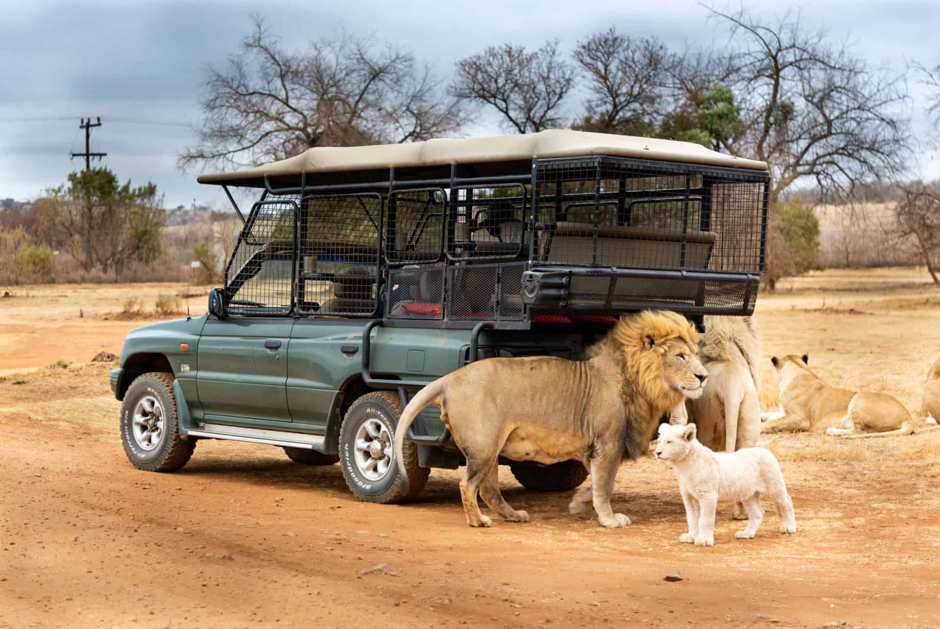 safari afrique du sud voiture