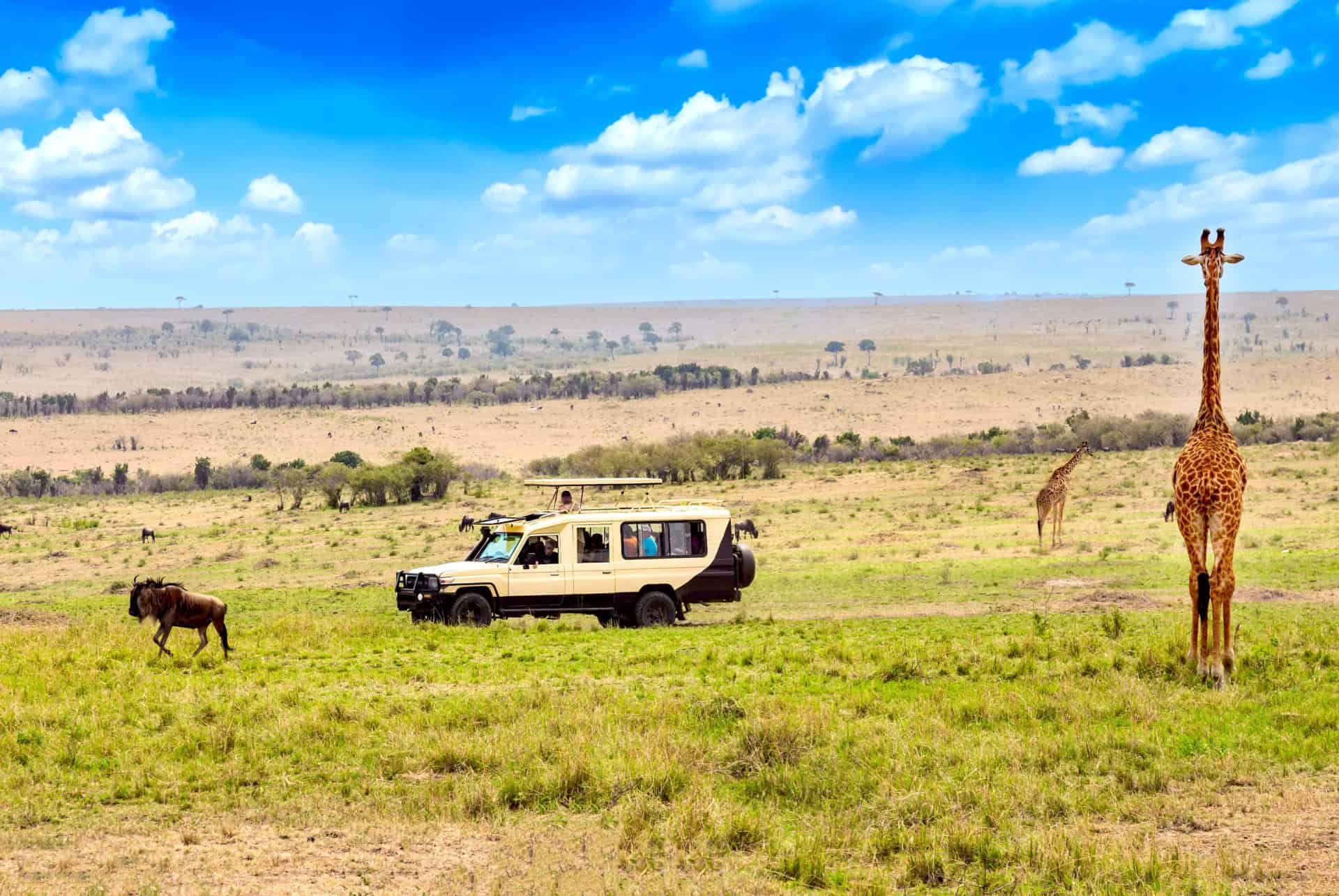 safari masai mara