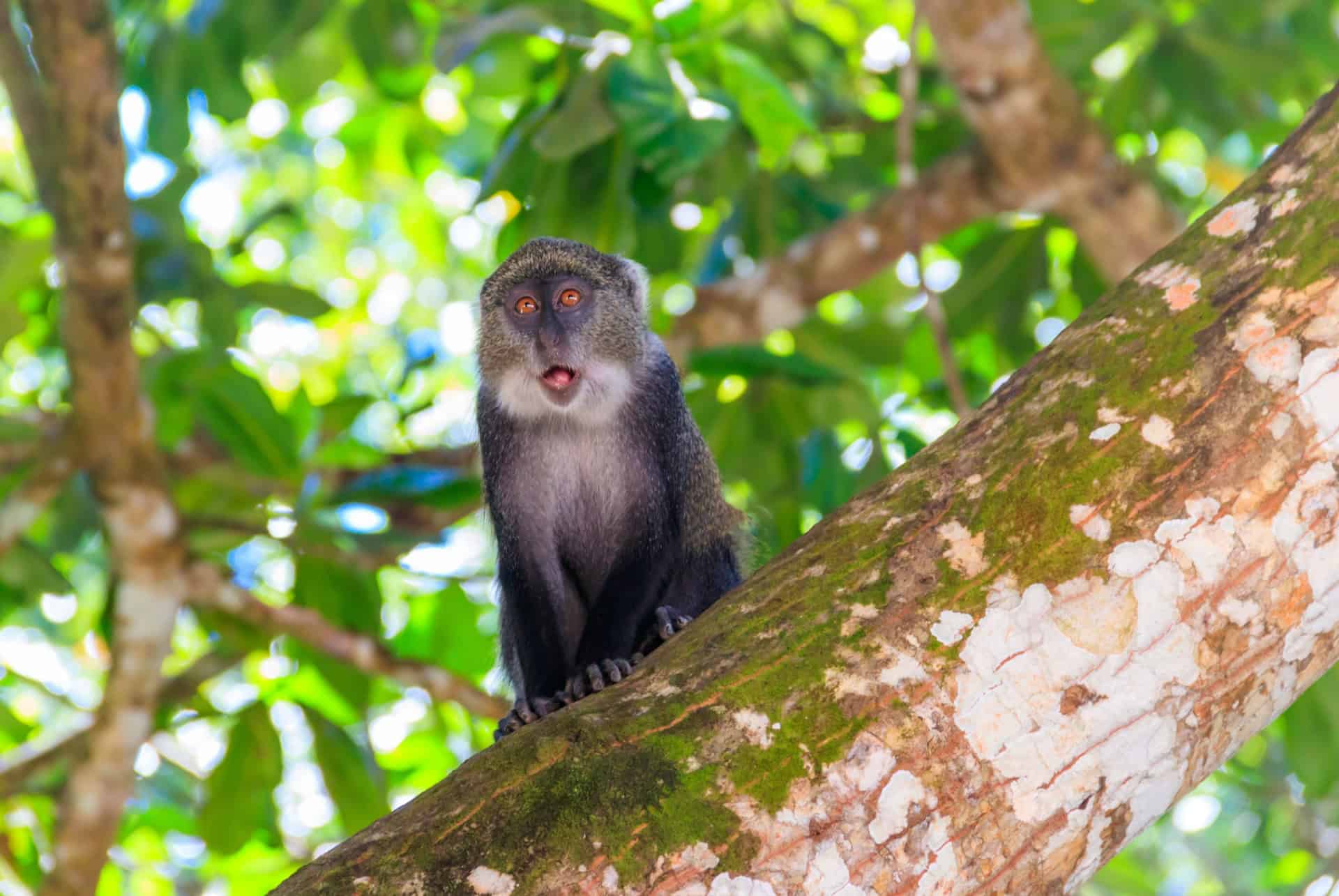 singe parc de jozani