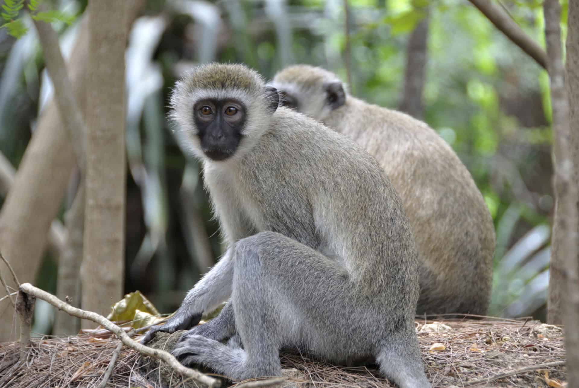 singes haller park