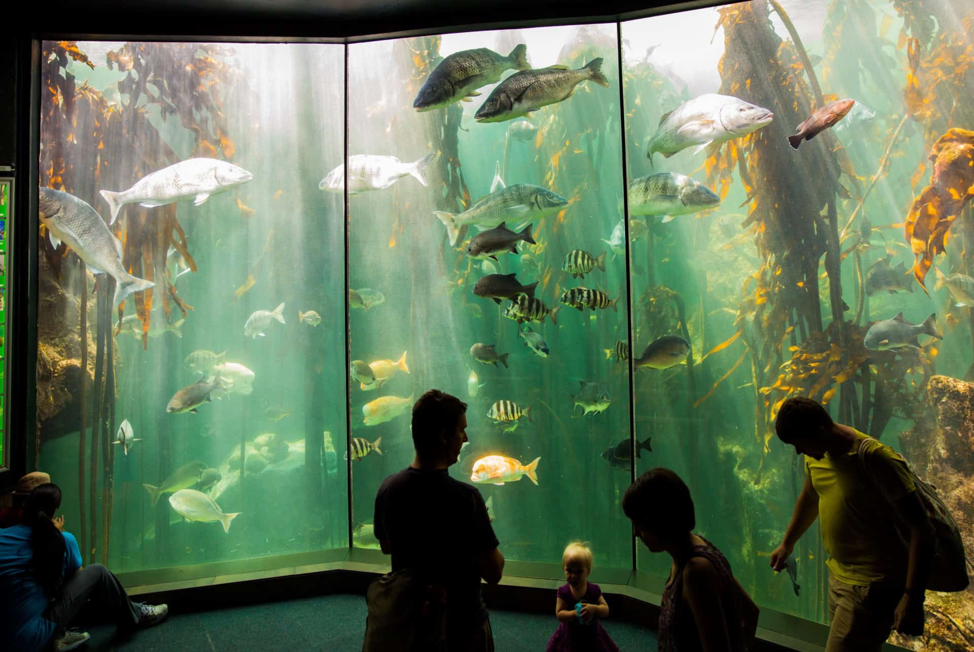 two oceans aquarium