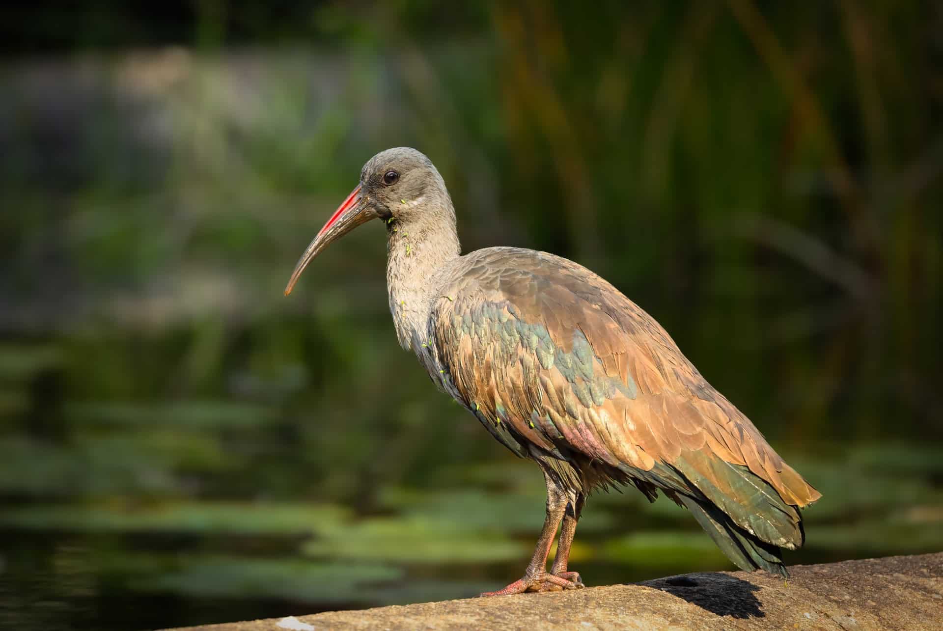 ibis hagedash durban