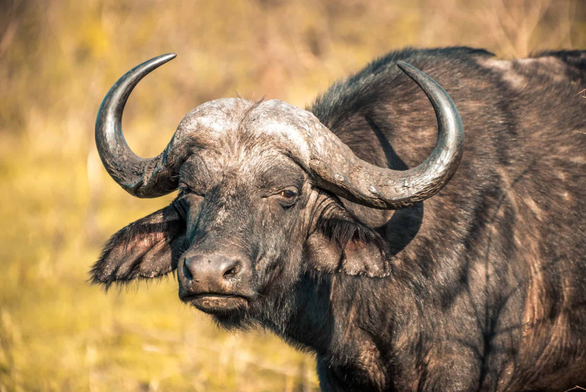 Safari d'une journée ou d'une demi-journée au parc de Hluhluwe-Imfolozi