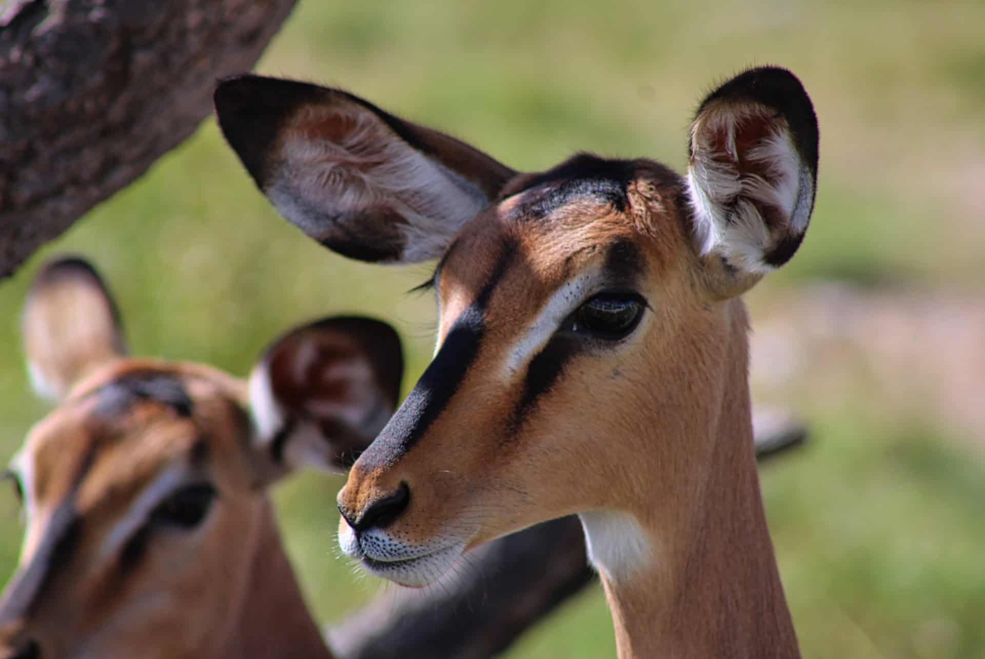 que faire a windhoek safari