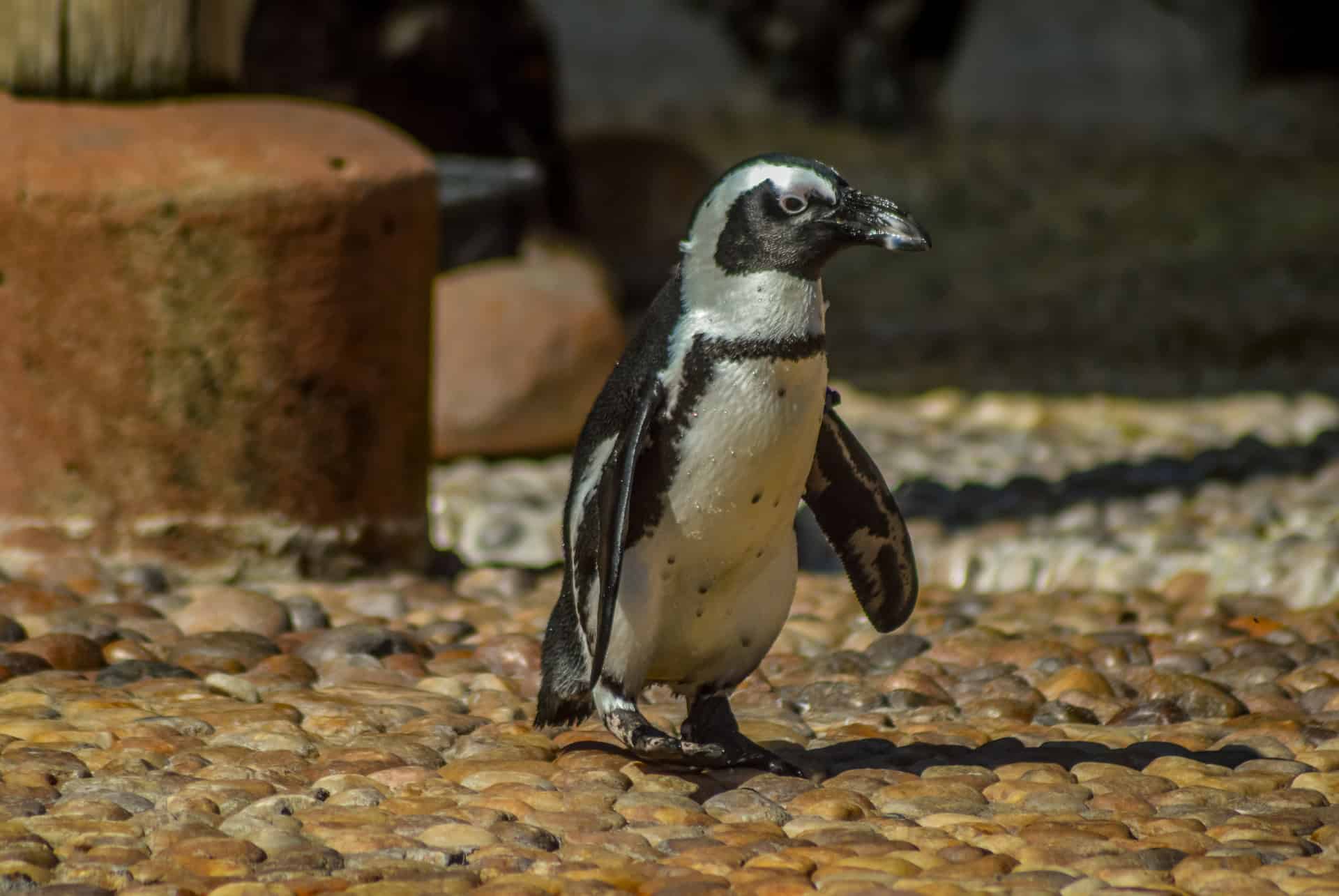 ushaka marine world pingouin