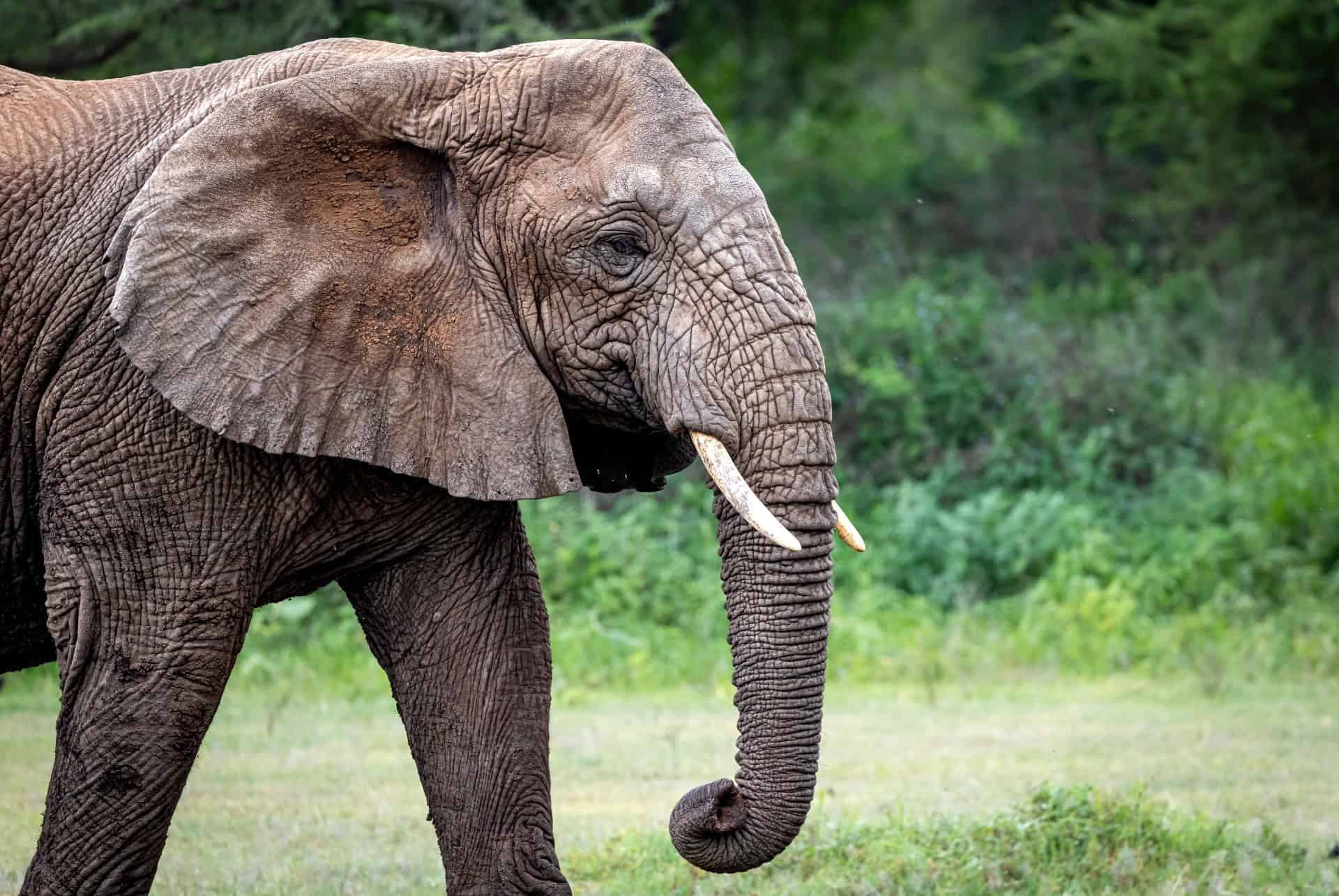 elephant lac manyara