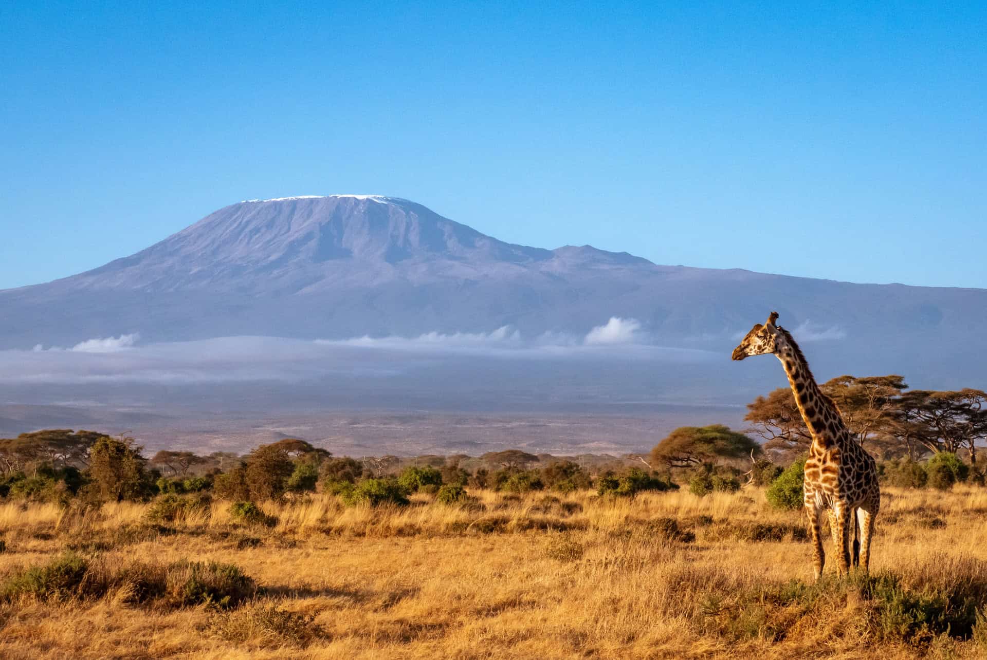 girafe savane kilimandjaro