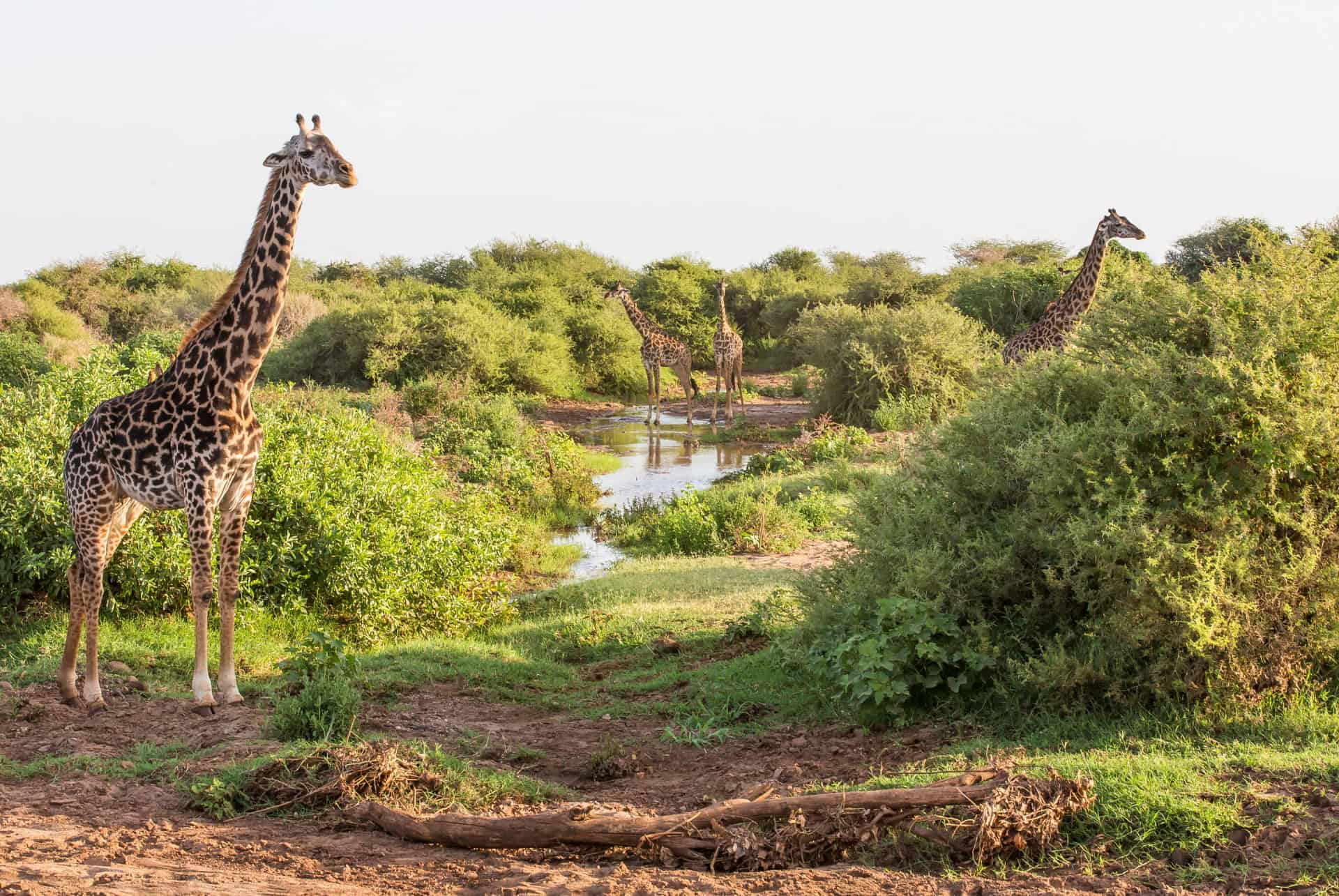 girafes parc national lac manyara