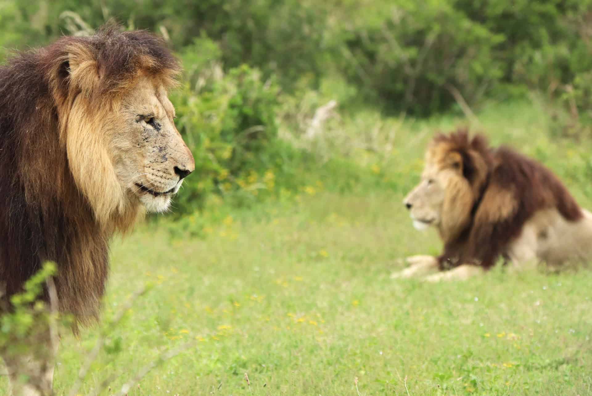 lion parc national addo