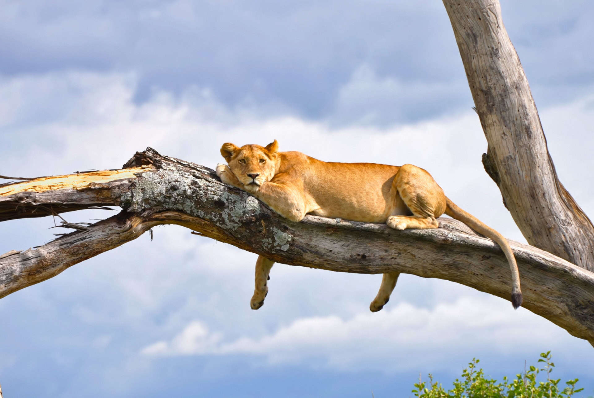 lionne lac manyara