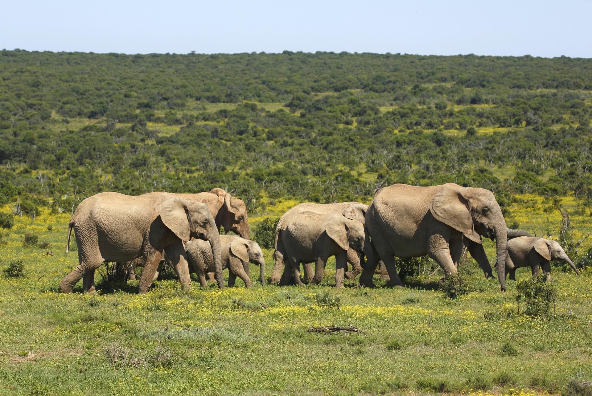 parc national des elephants addo