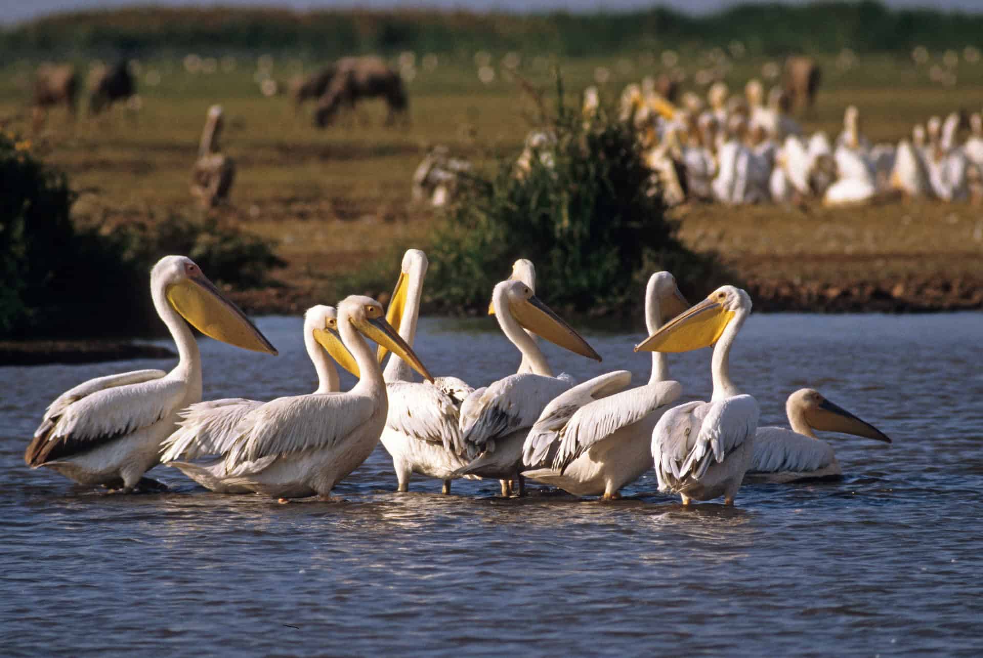 pelican lac manyara