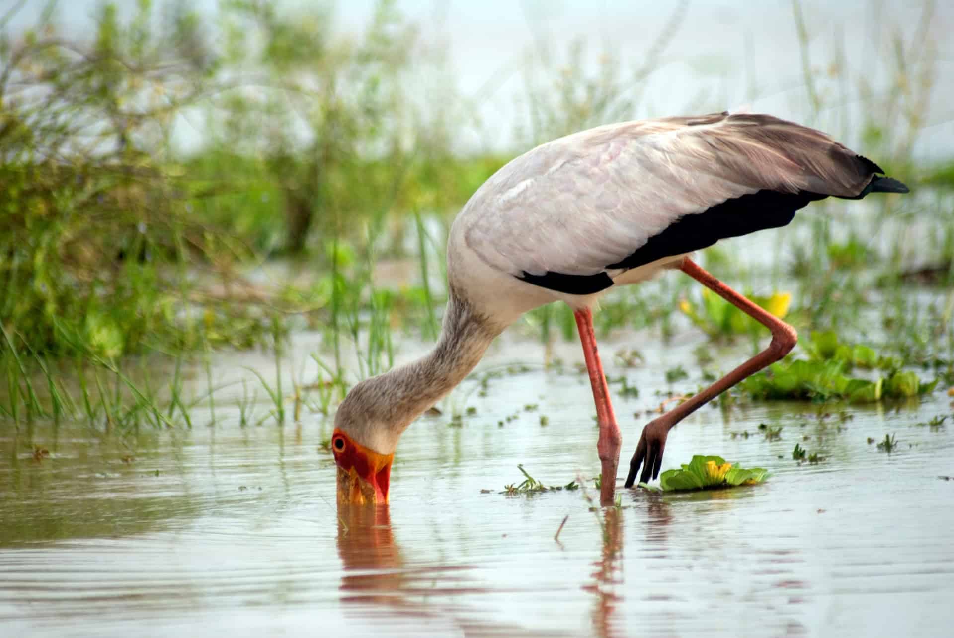 reserve de selous