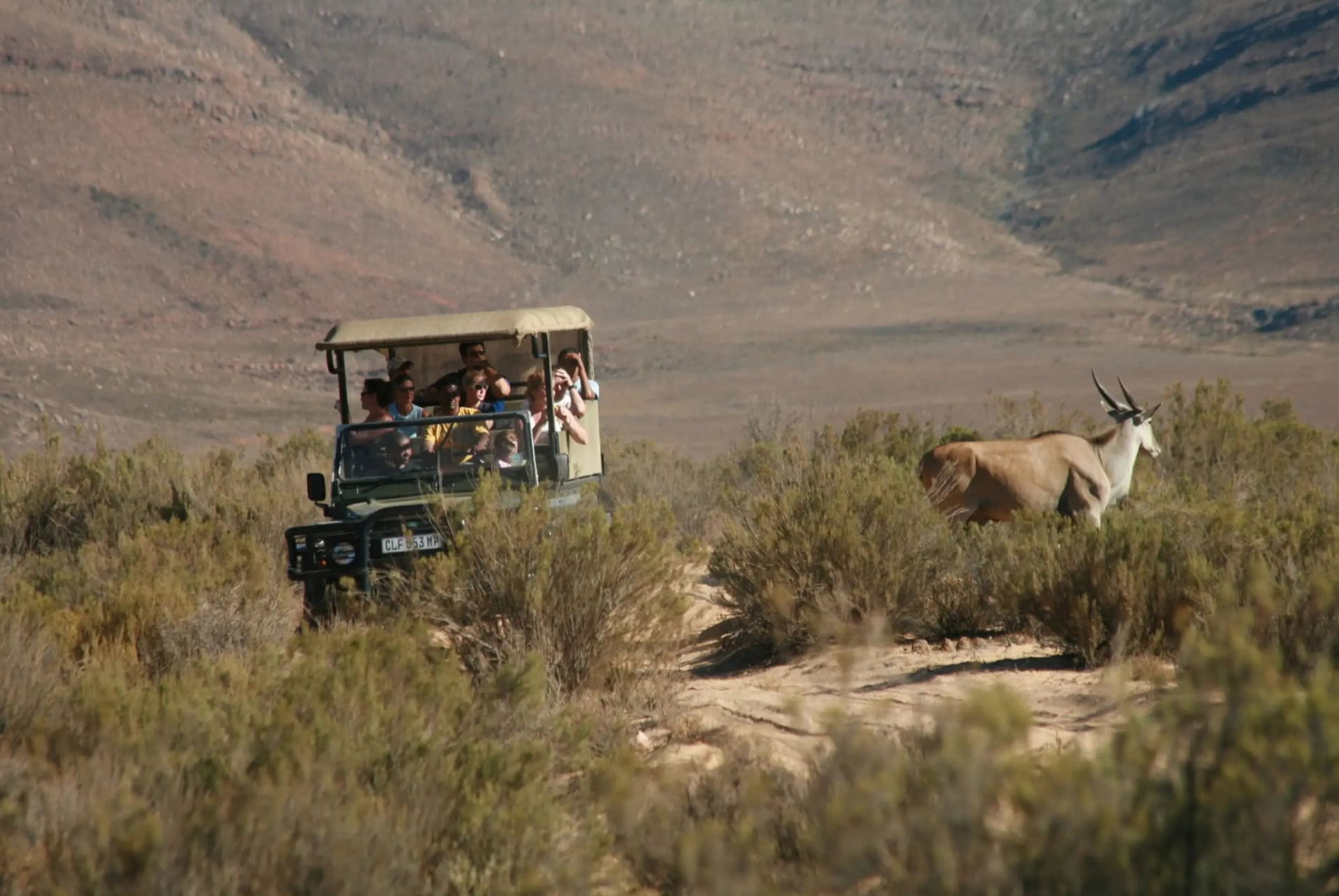 Safari d'une journée dans la réserve privée d'Aquila en Afrique du Sud