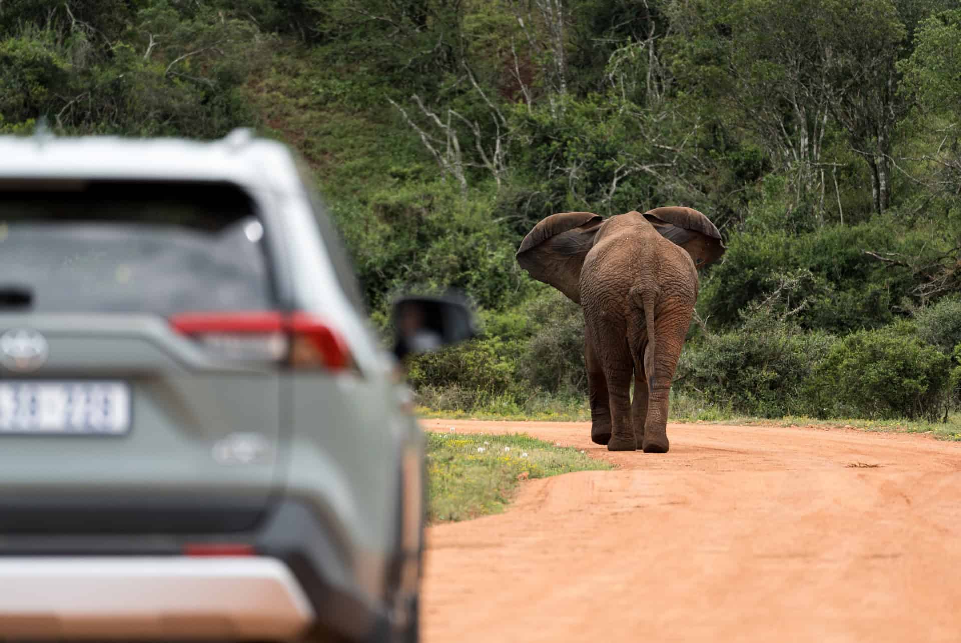 voiture parc national addo