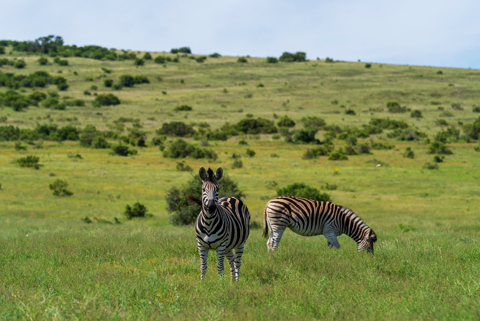 Safari d'une journée complète au parc