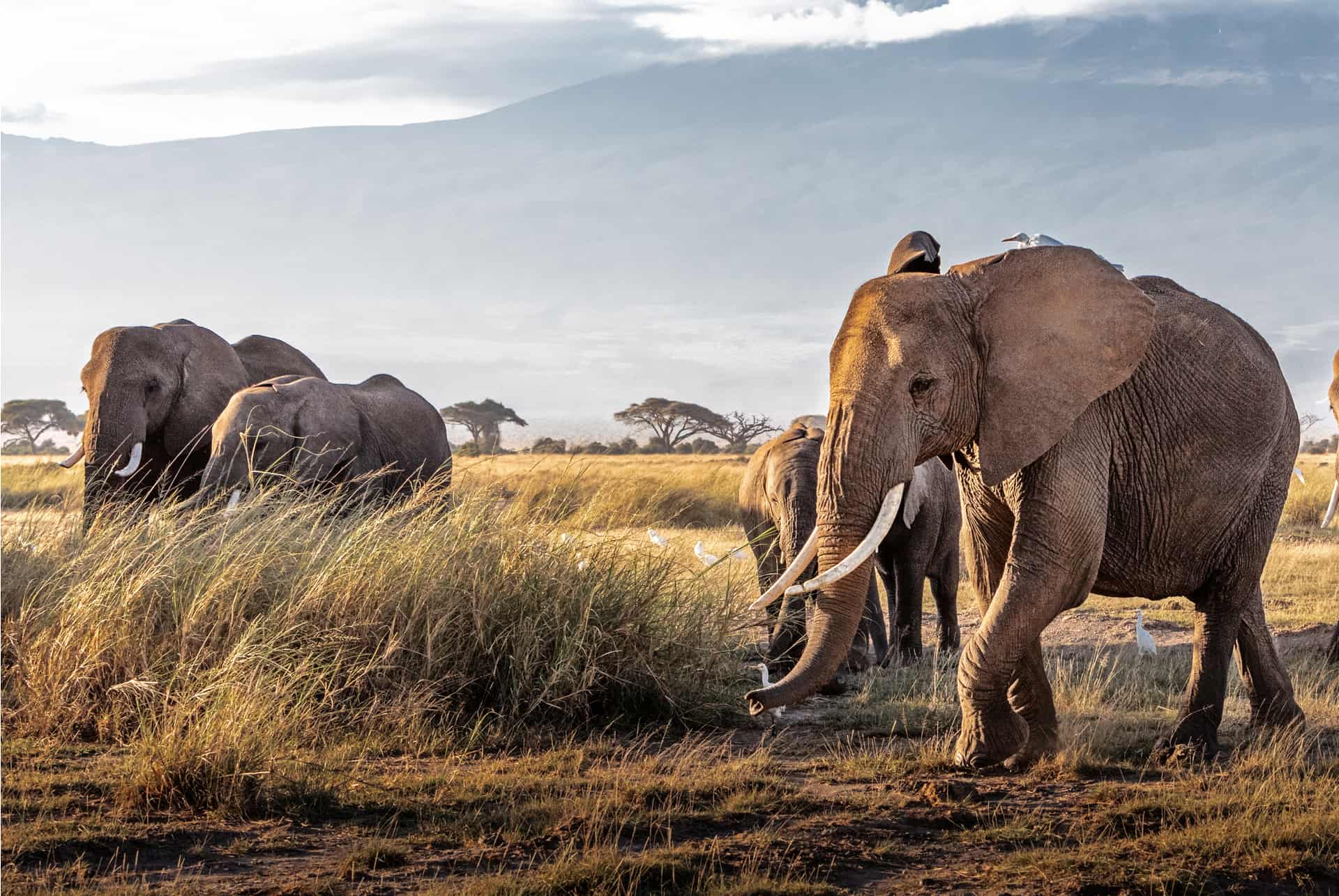 animales que ver en kenia