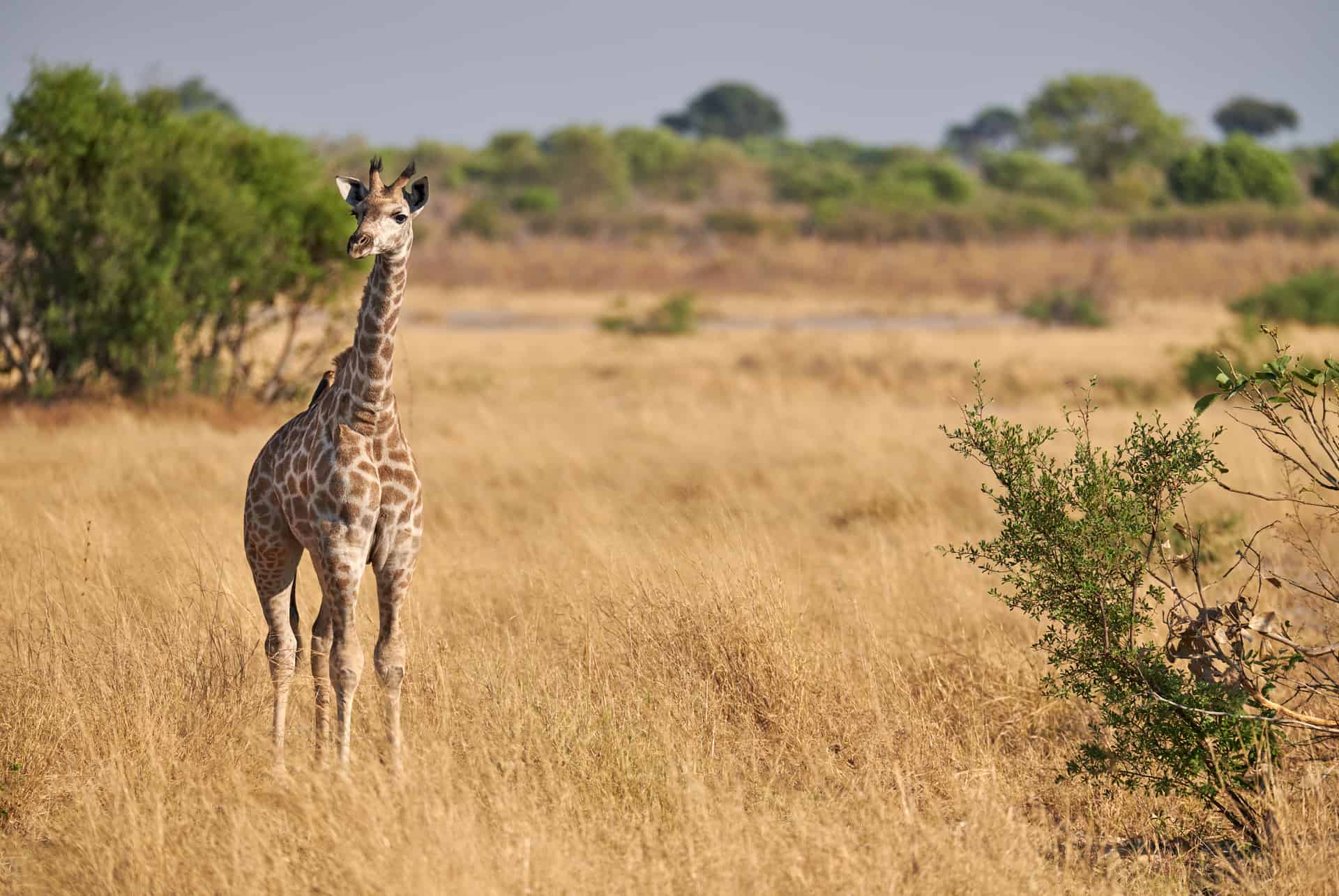 Animales En Kenia esto Es Lo Que Podr s Ver Animales En Kenia esto Es Lo Que Podr s Ver