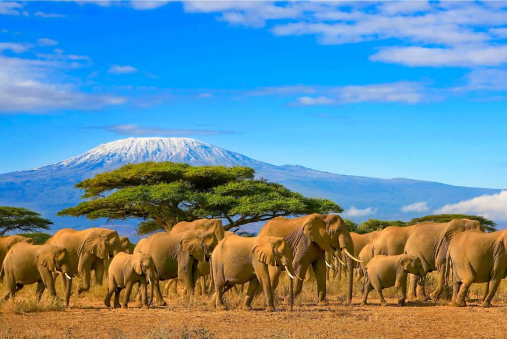 animaux safari kenya