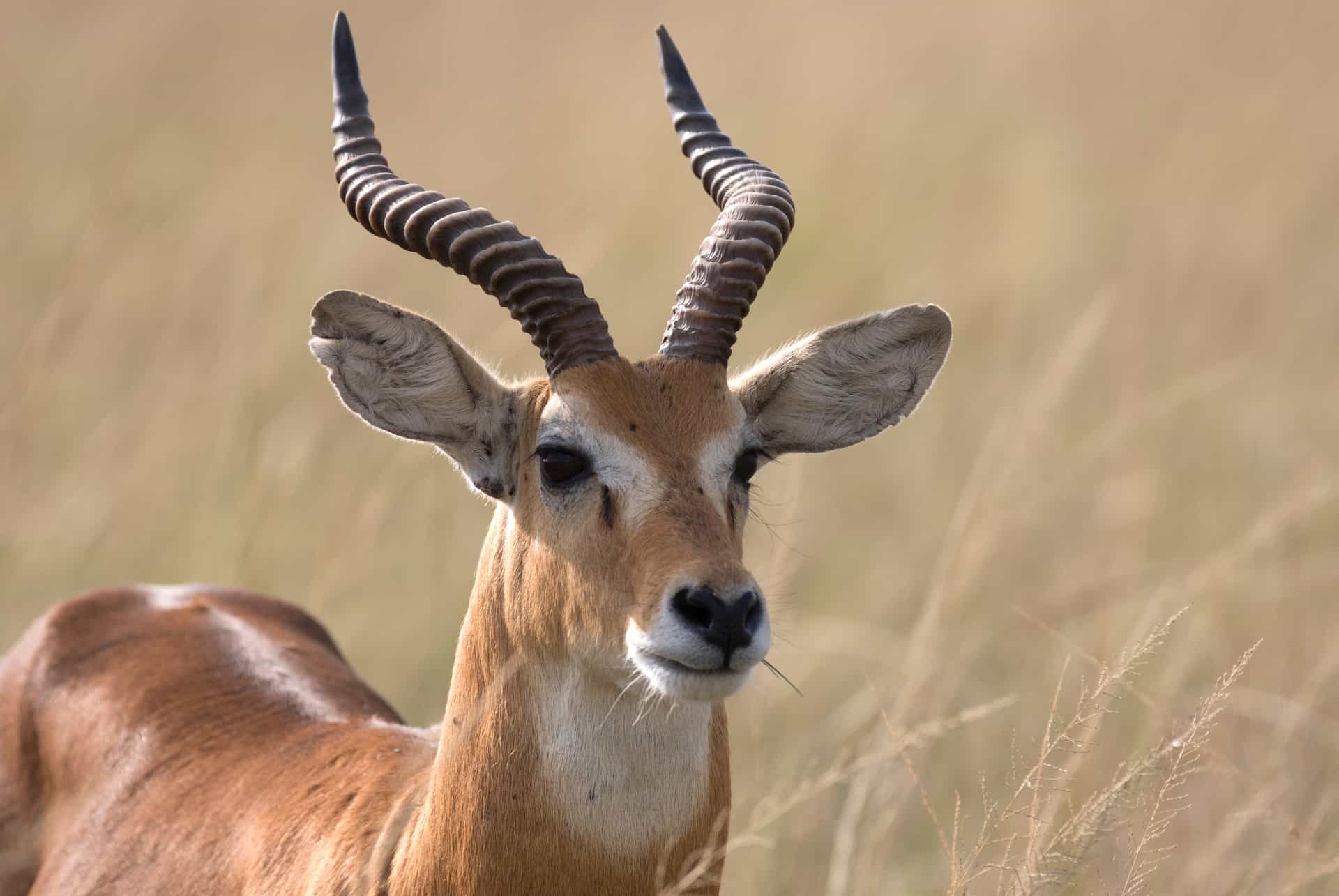 antilope tanzanie