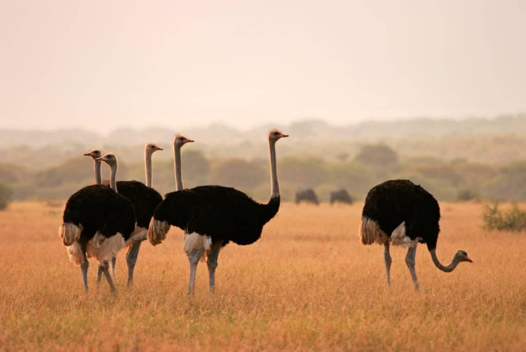 avestruz áfrica