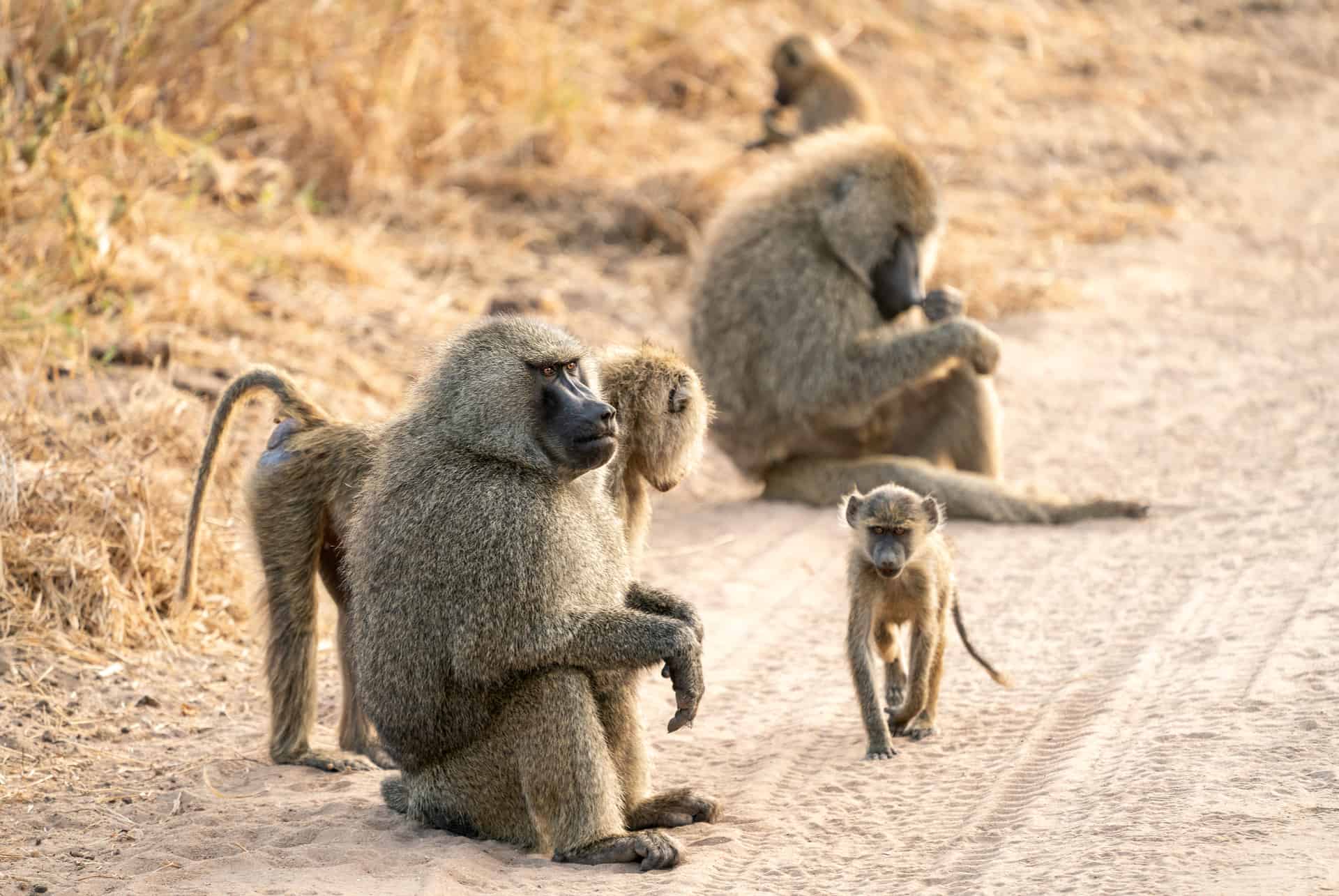 babuino parque nacional de tarangire, tanzania