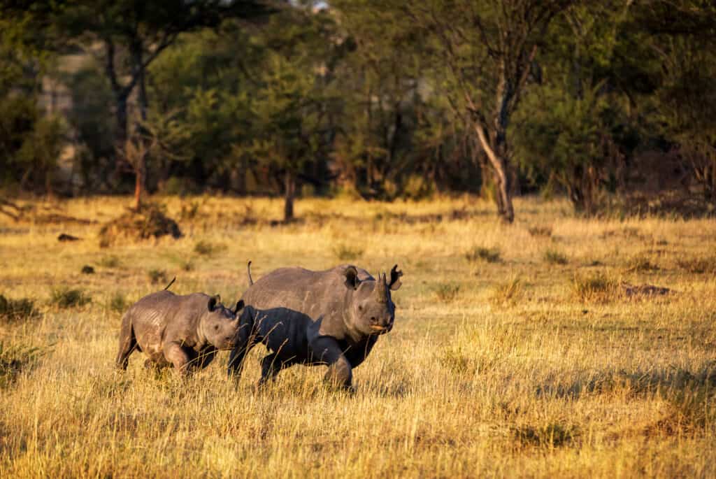 bebe rinoceronte serengeti