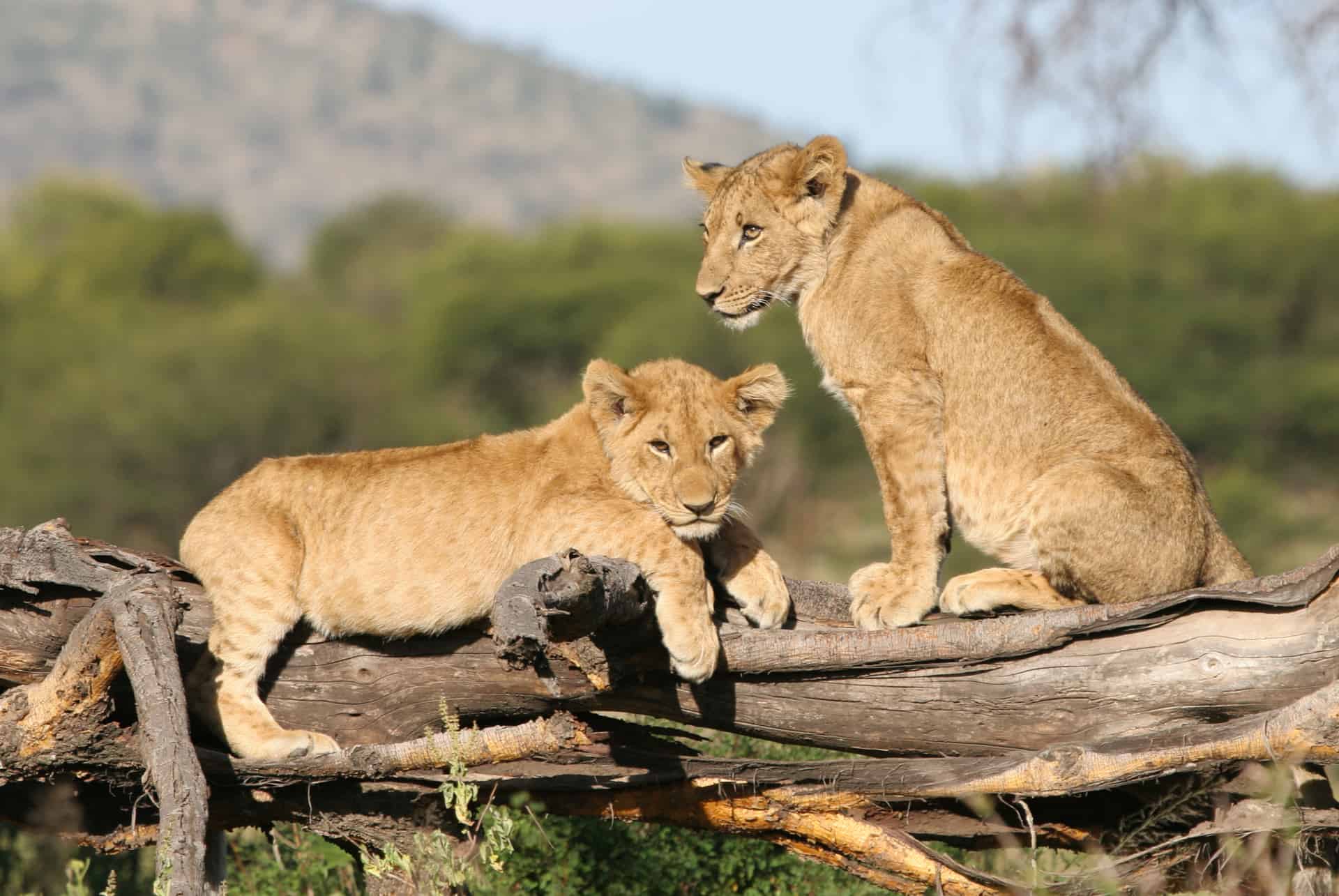 bebes animaux tanzanie bebes animaux tanzanie