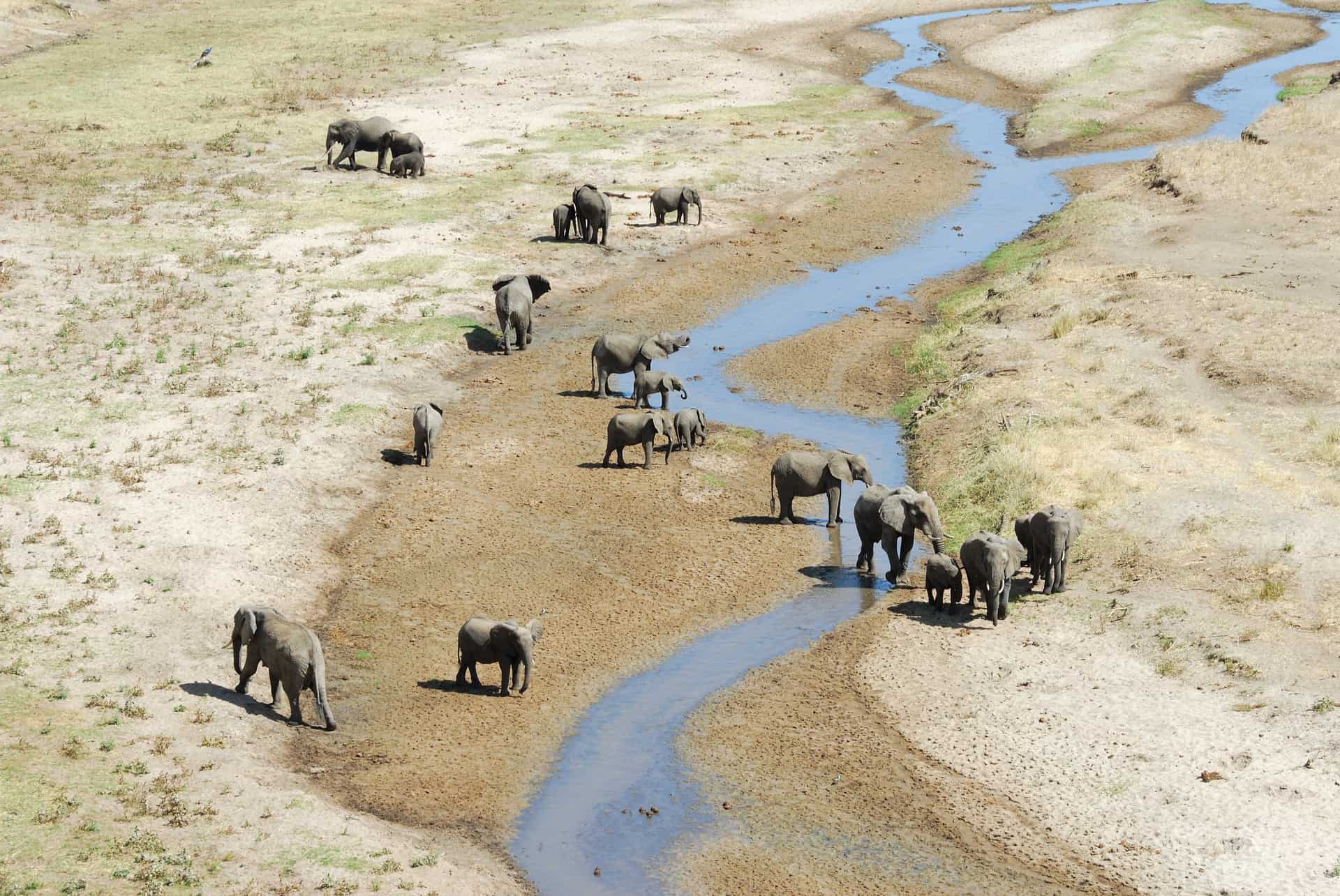 elephants parc national tarangire en tanzanie