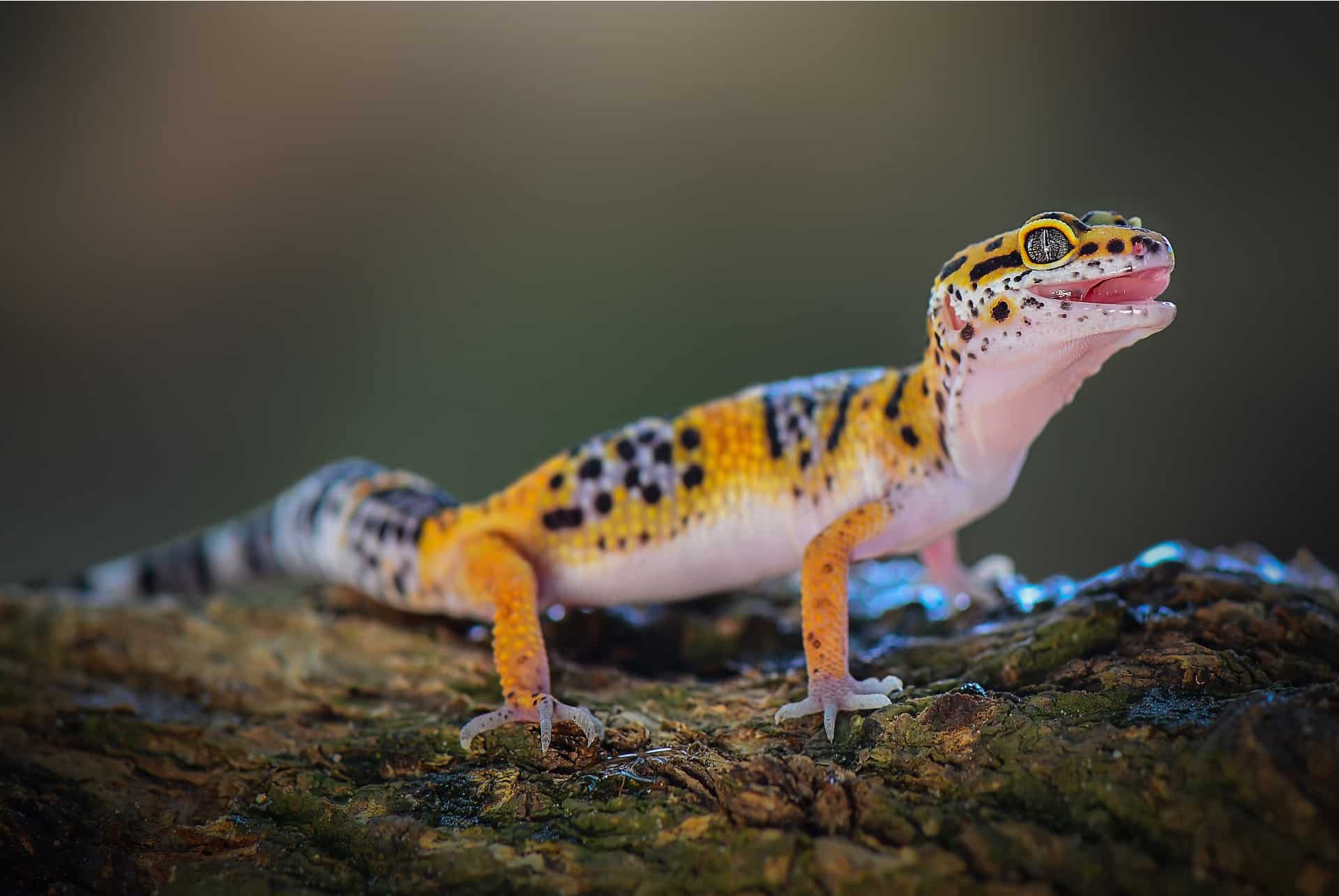 gecko tanzania