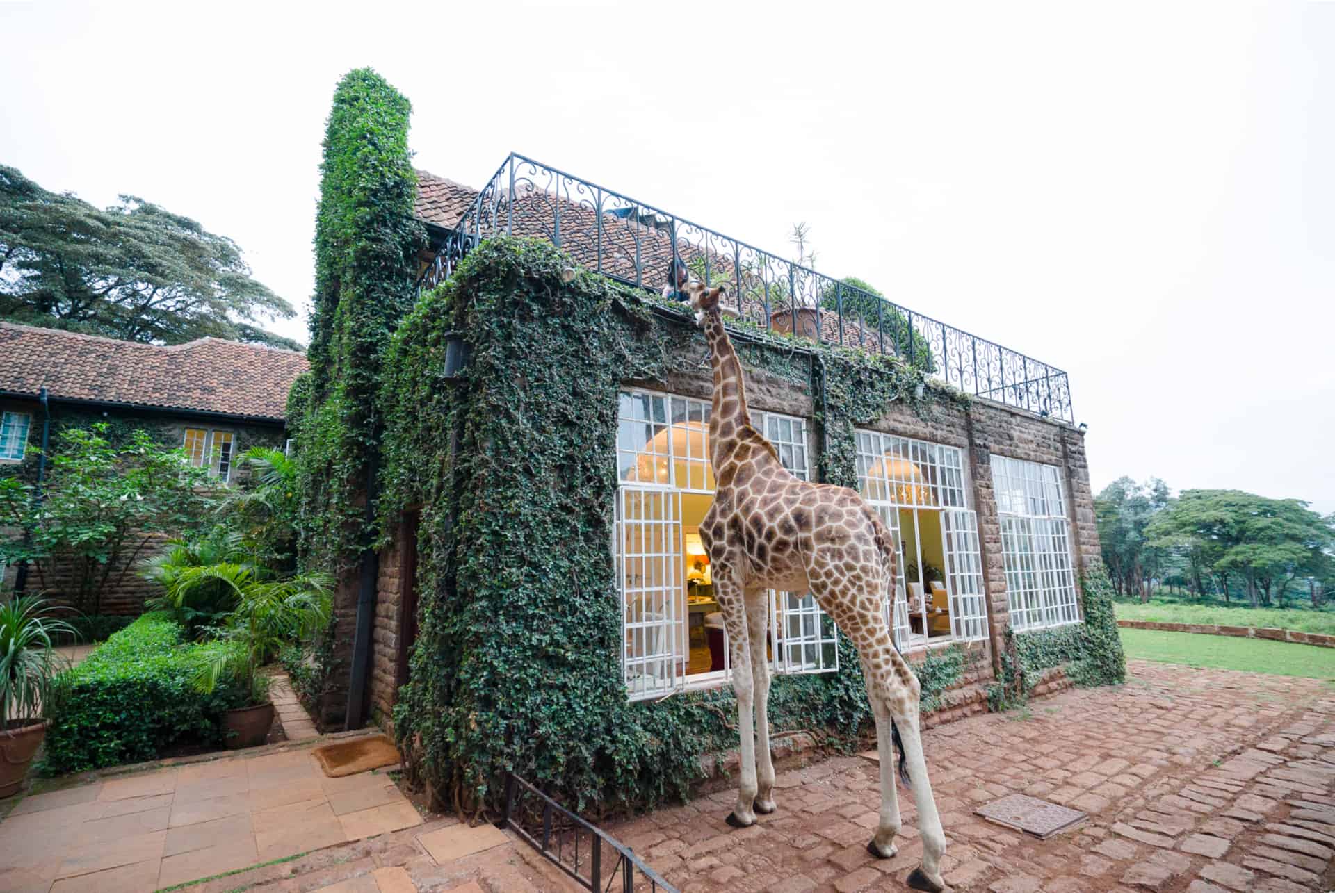 giraffe manor kenya