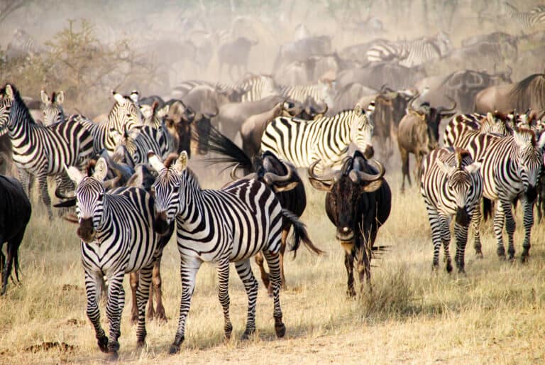Safari sur les traces de la Grande Migration