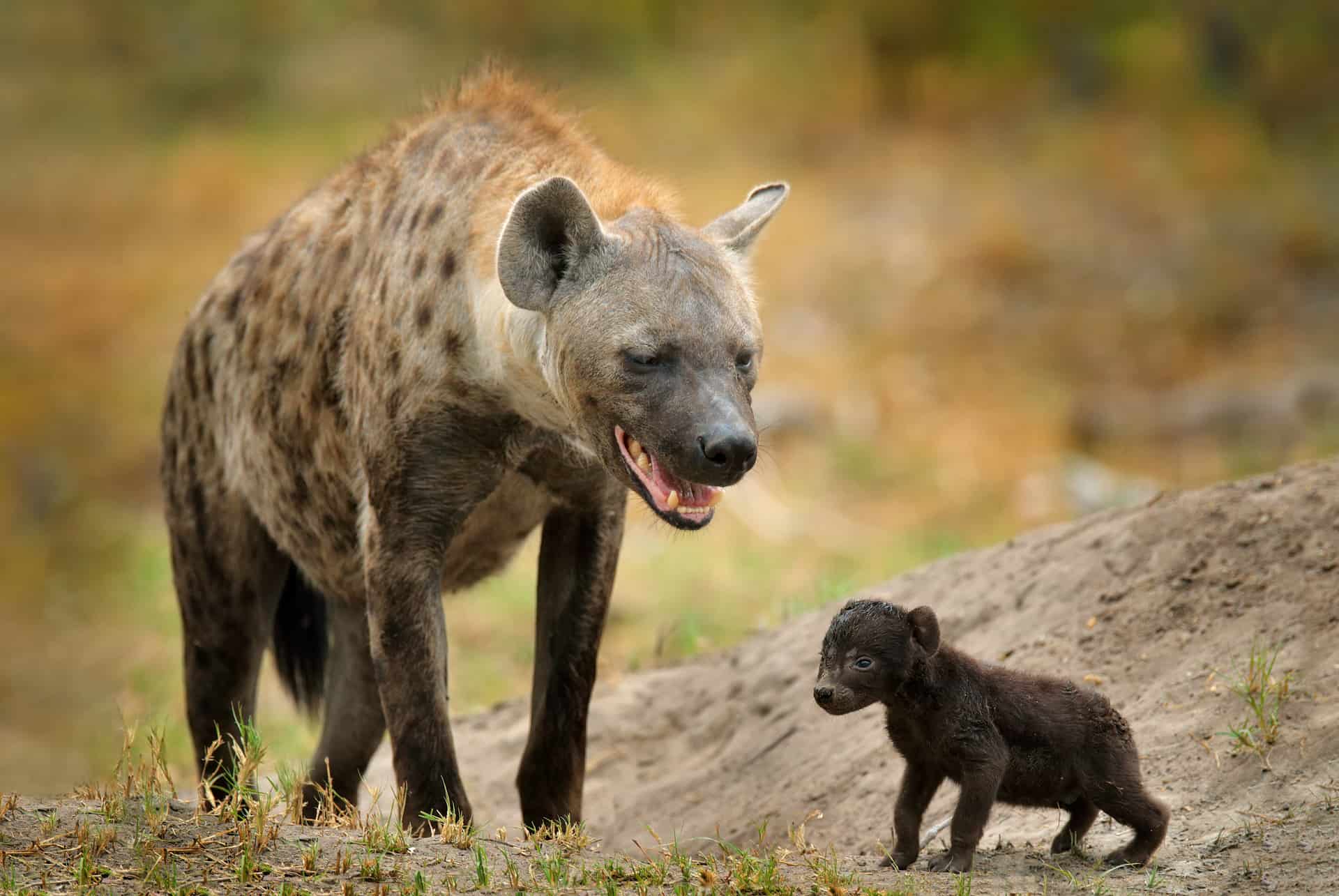 hyène tachetée tanzanie