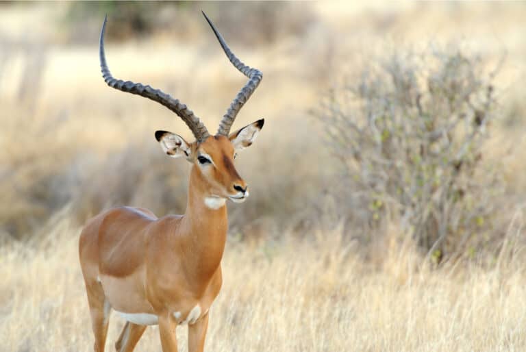 Safari de 2 jours dans le parc national d'Amboseli