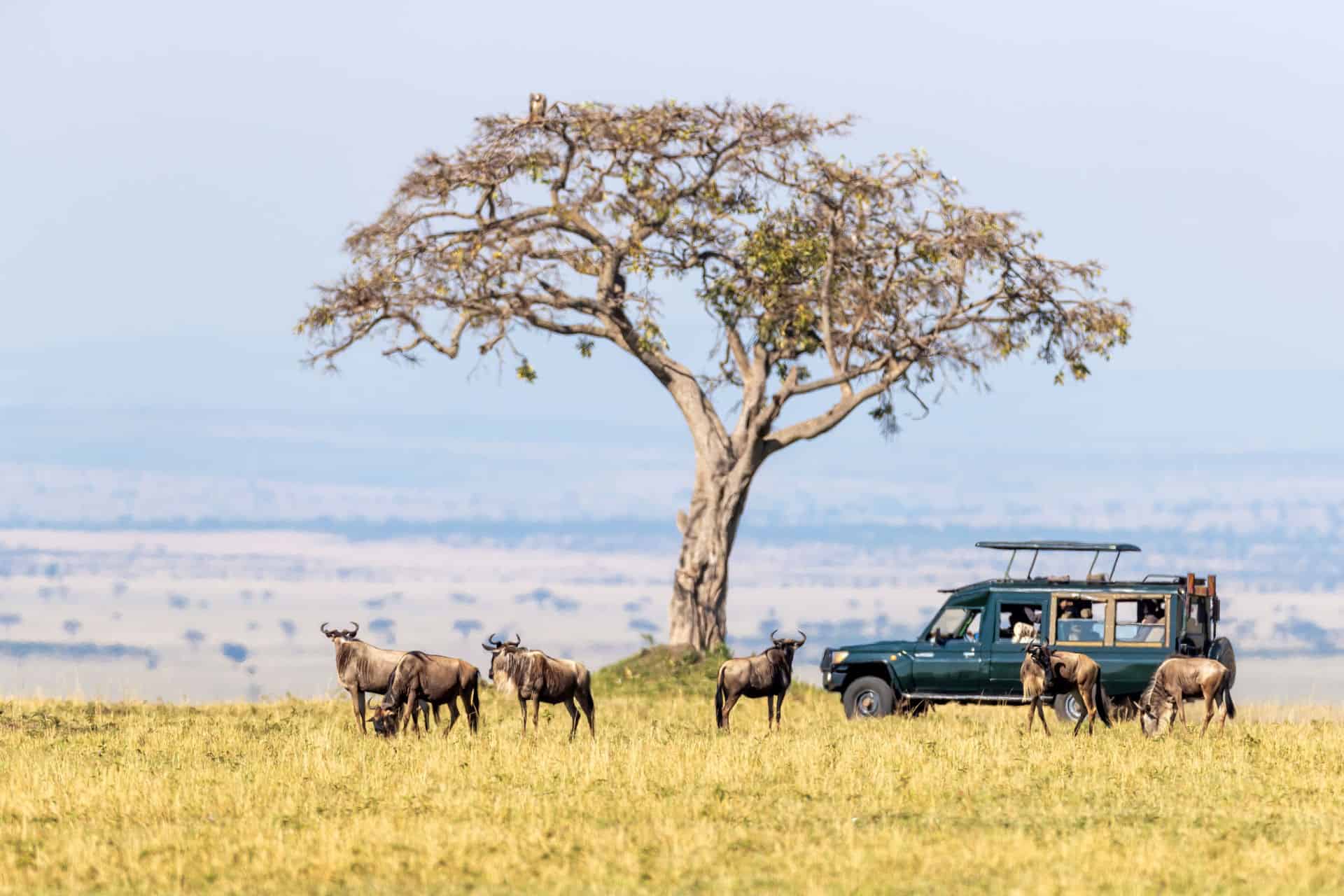 reserva de masai mara precio de un safari en kenia reserva de masai mara precio de un safari en kenia